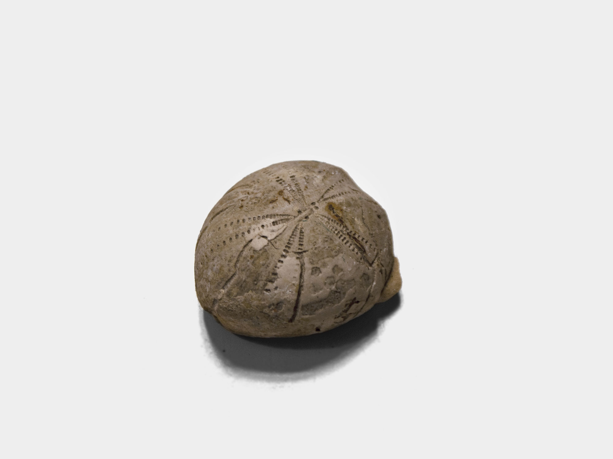 Fossilised sea urchin (Echinoid)