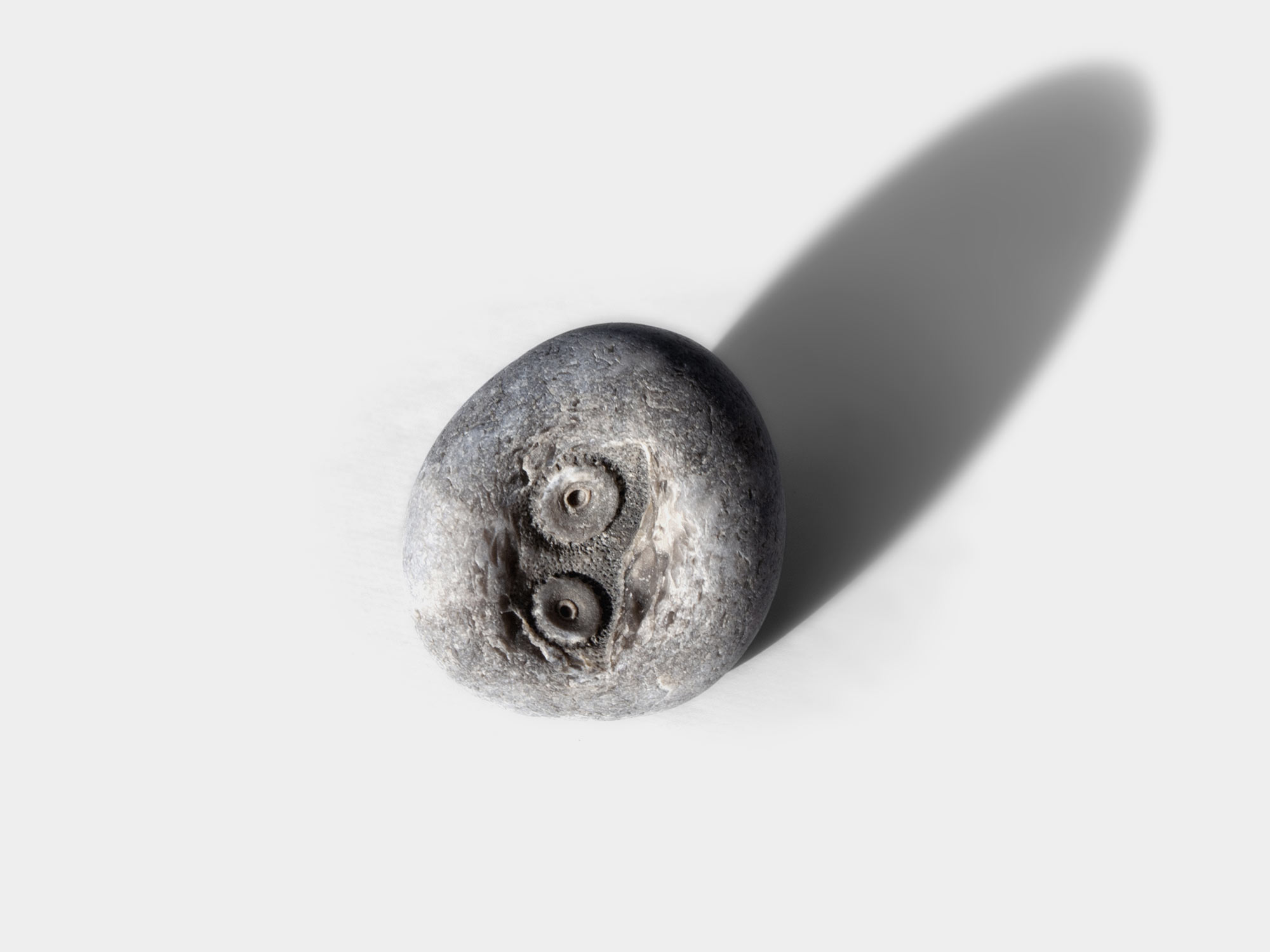 Two preserved echinoderm plates. Found at Ringstead Bay, Dorset, England. September 2021