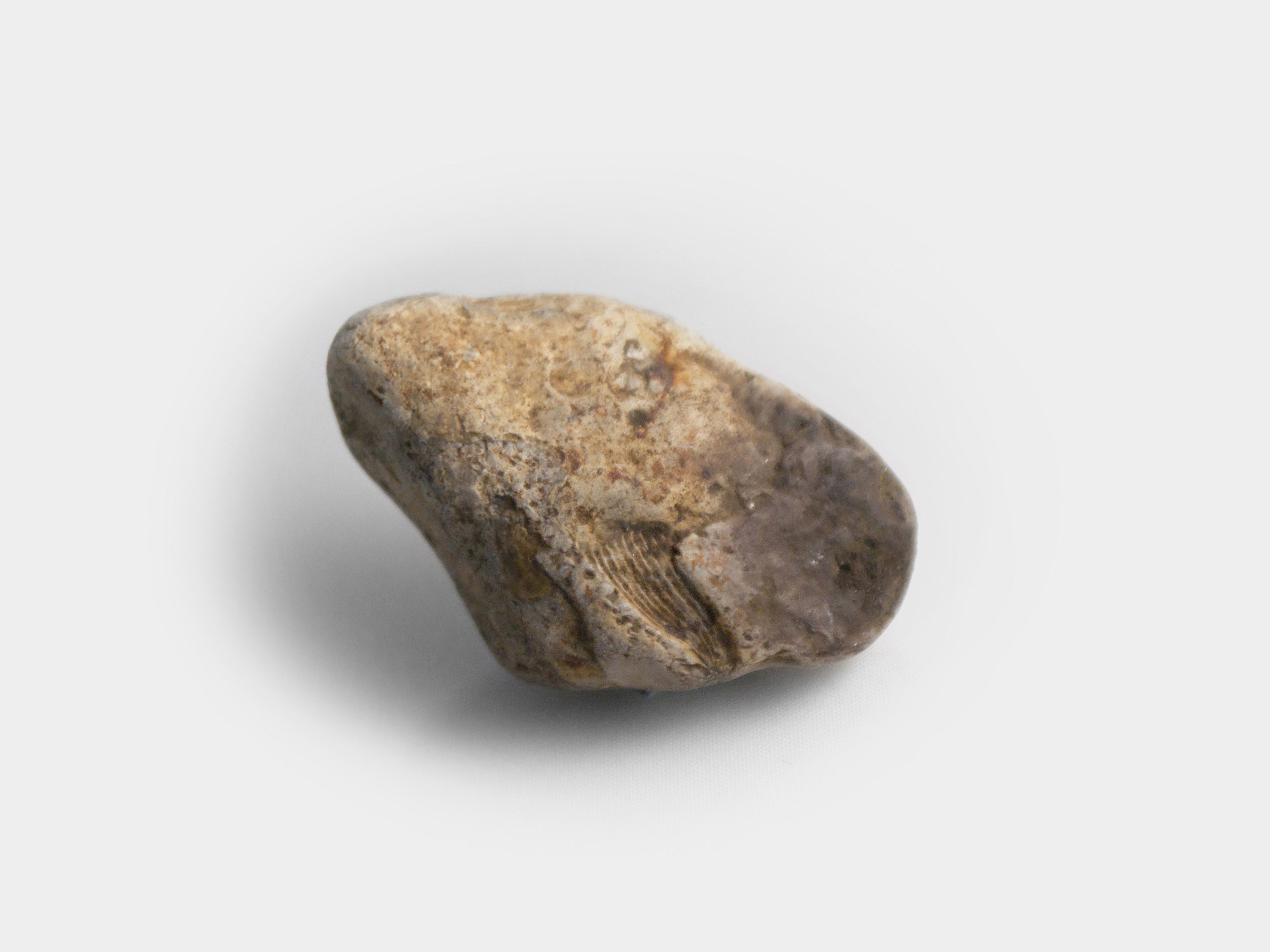 Carditida, bivalve. Found in South East England