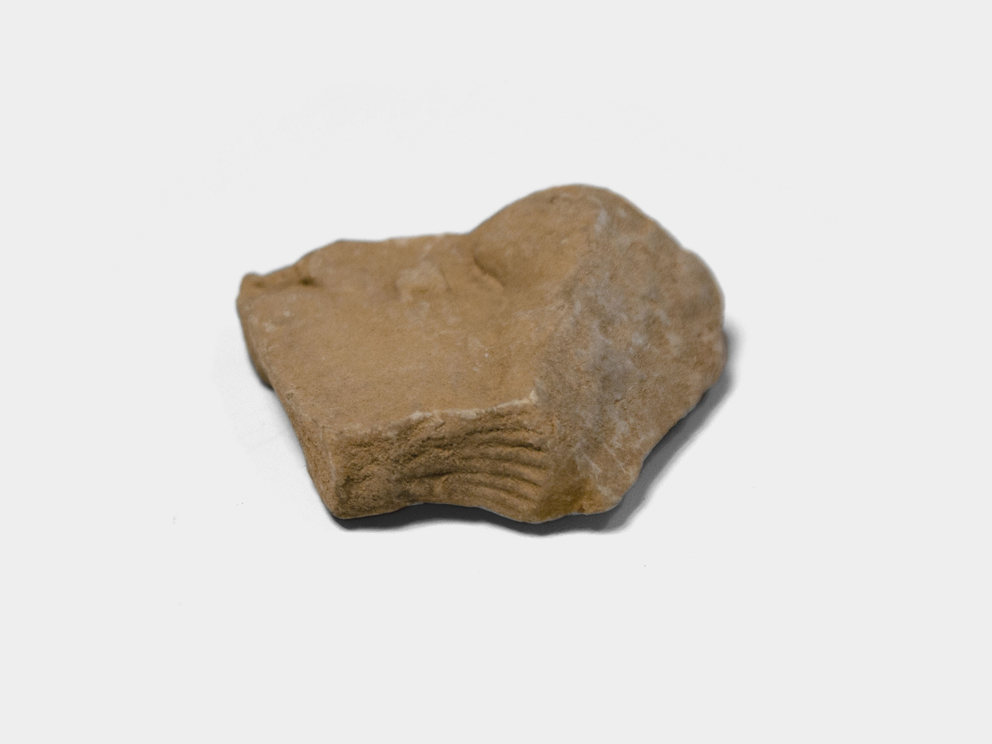 Carditida, bivalve. Found in South East England