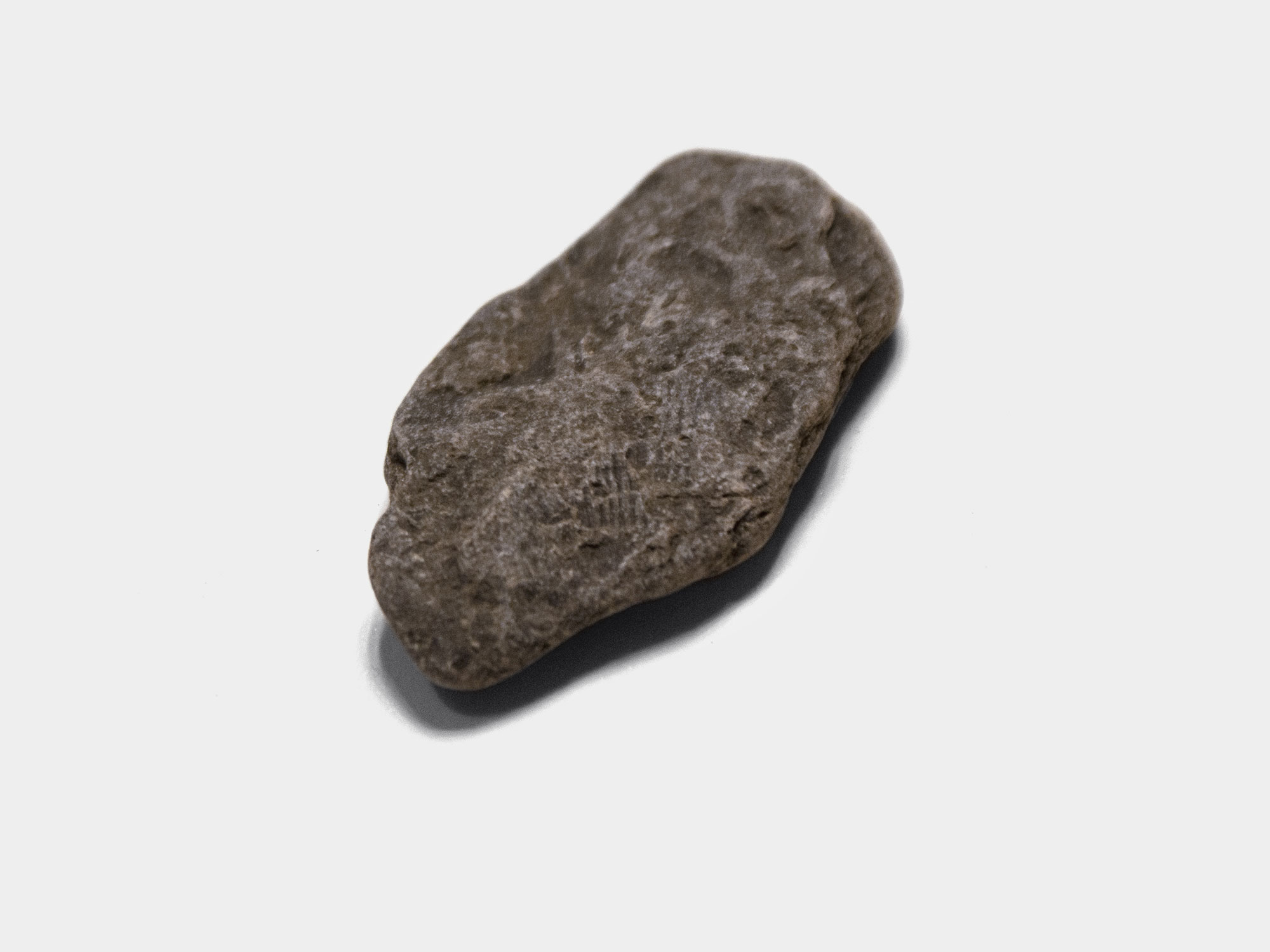 Carditida, bivalve impression