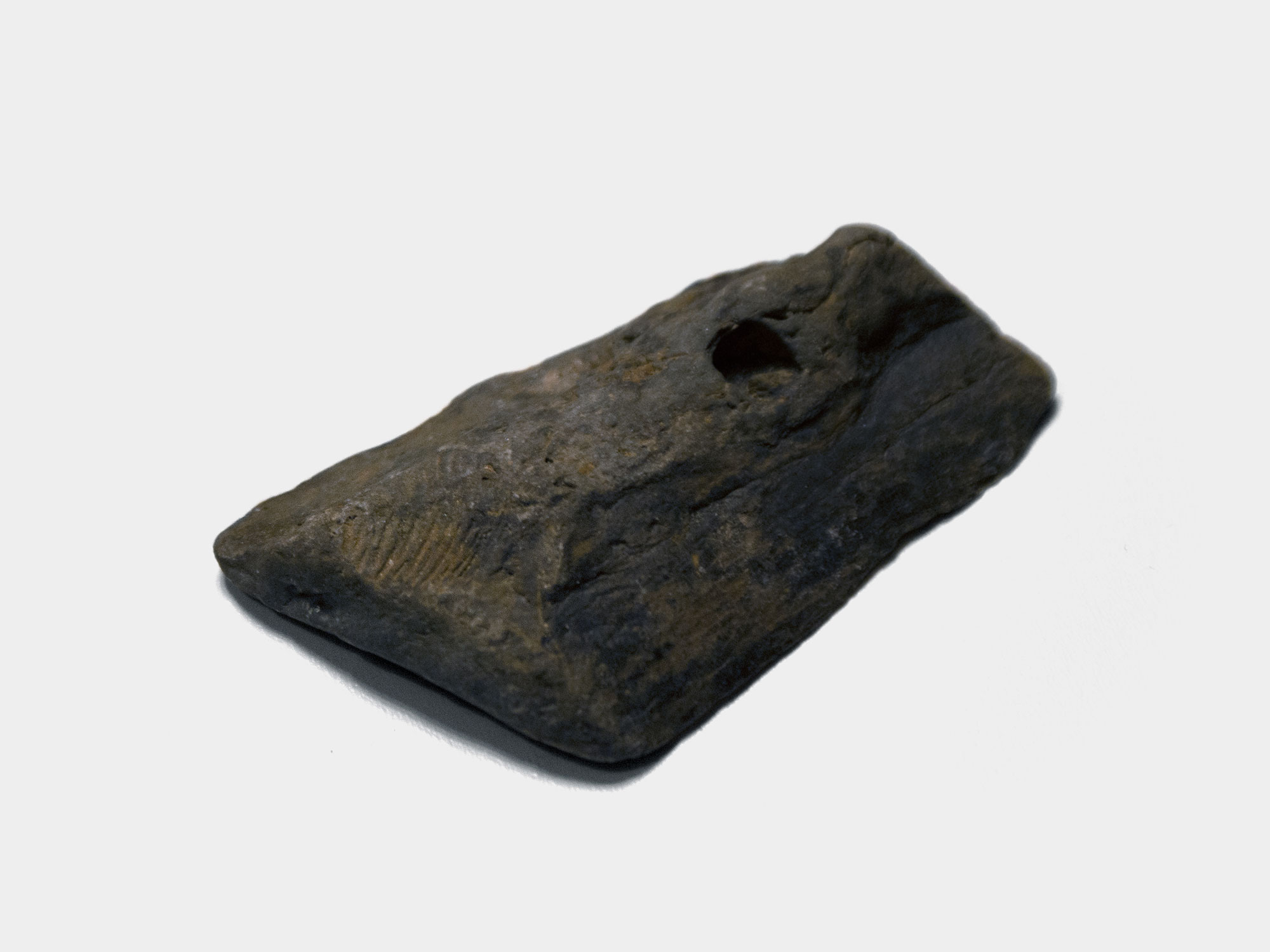 Bivalve impression. Found on Lyme Regis beach, Dorset, England