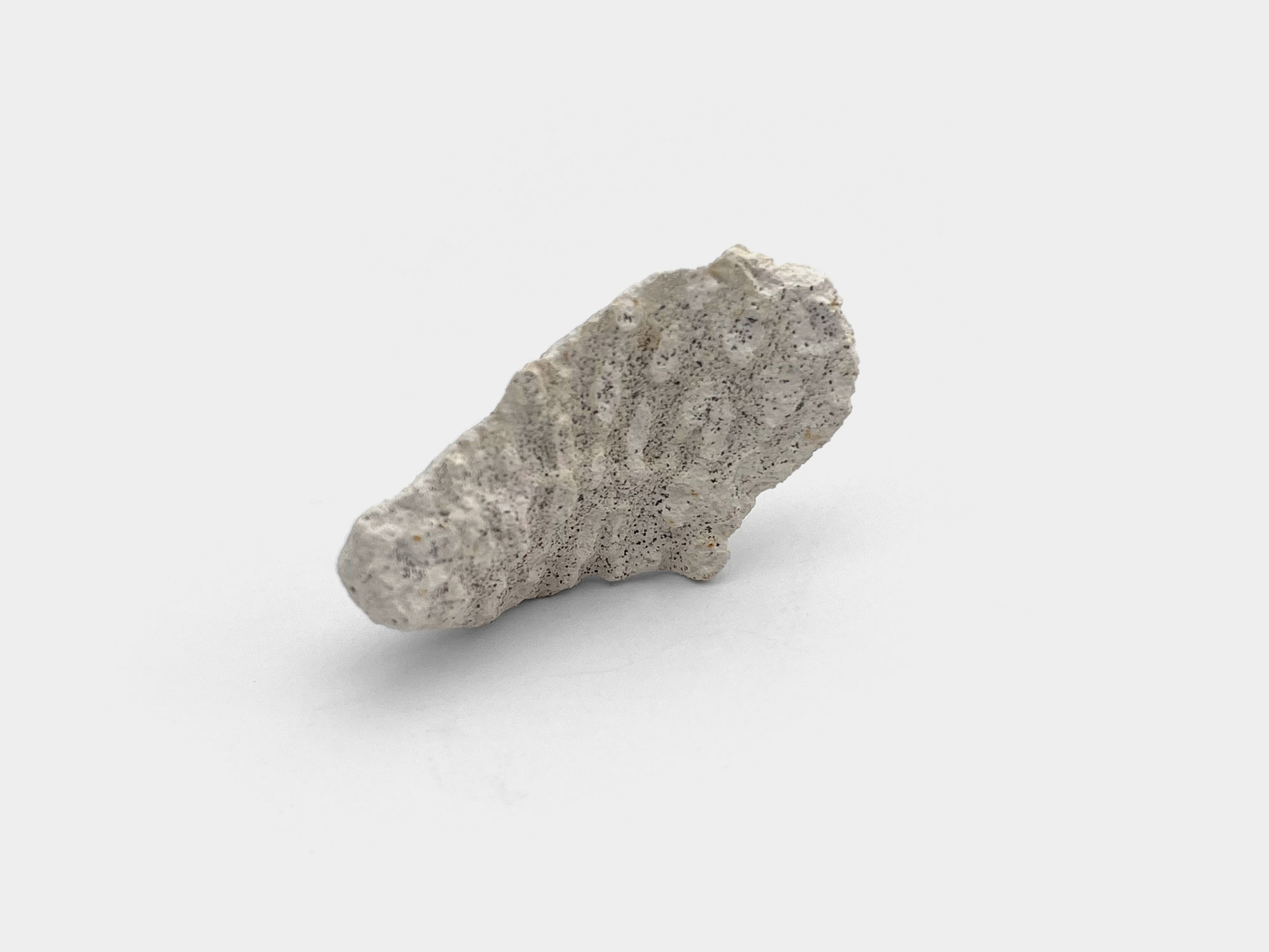 Carditida, bivalve. Found at Hill End Chalk Pit, Hertfordshire, England. 2022