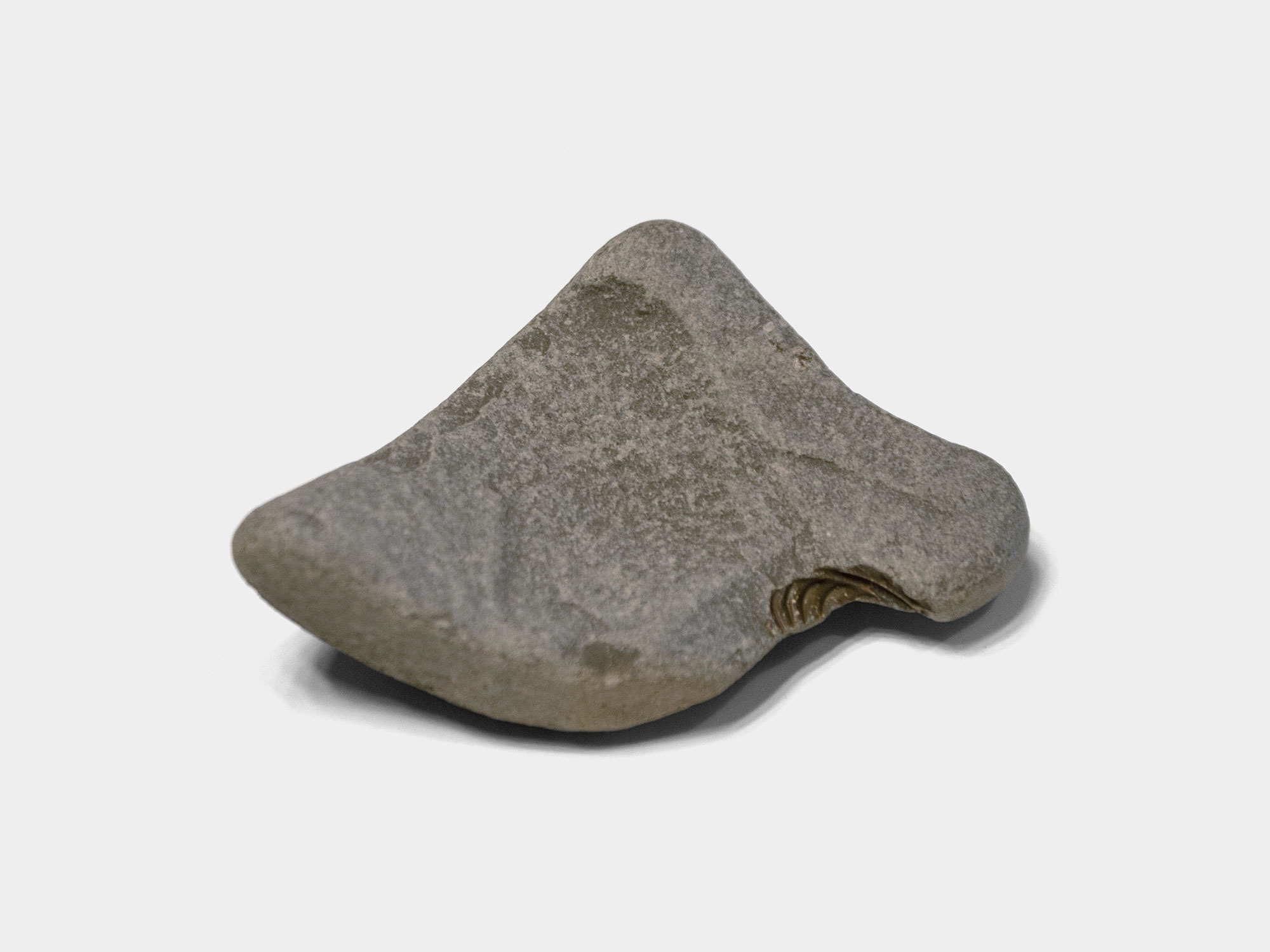 Carditida, bivalve. Found on Lyme Regis beach, Dorset, England