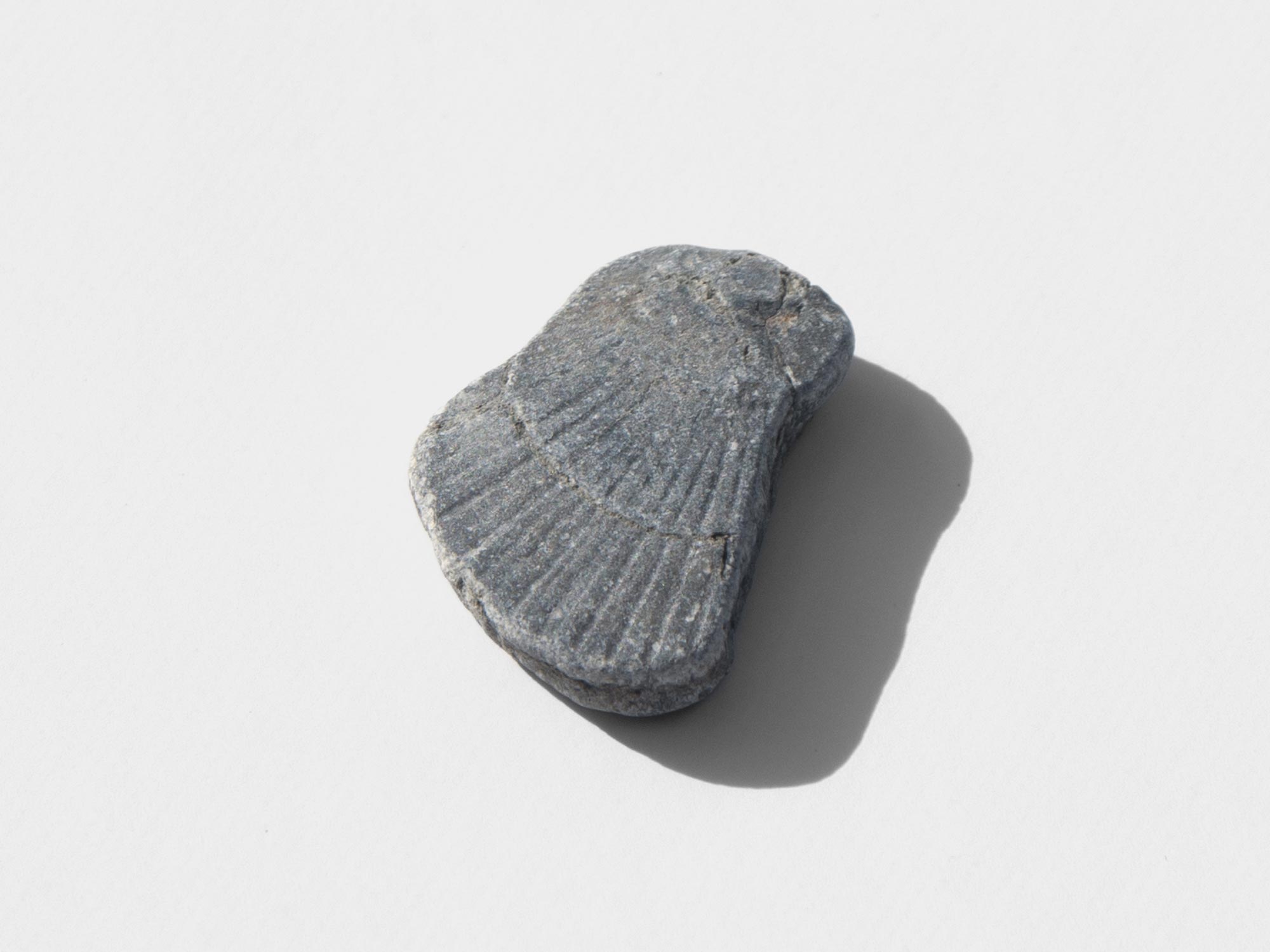 Carditida, bivalve. Found at Ringstead Bay, Dorset, England. October 2021