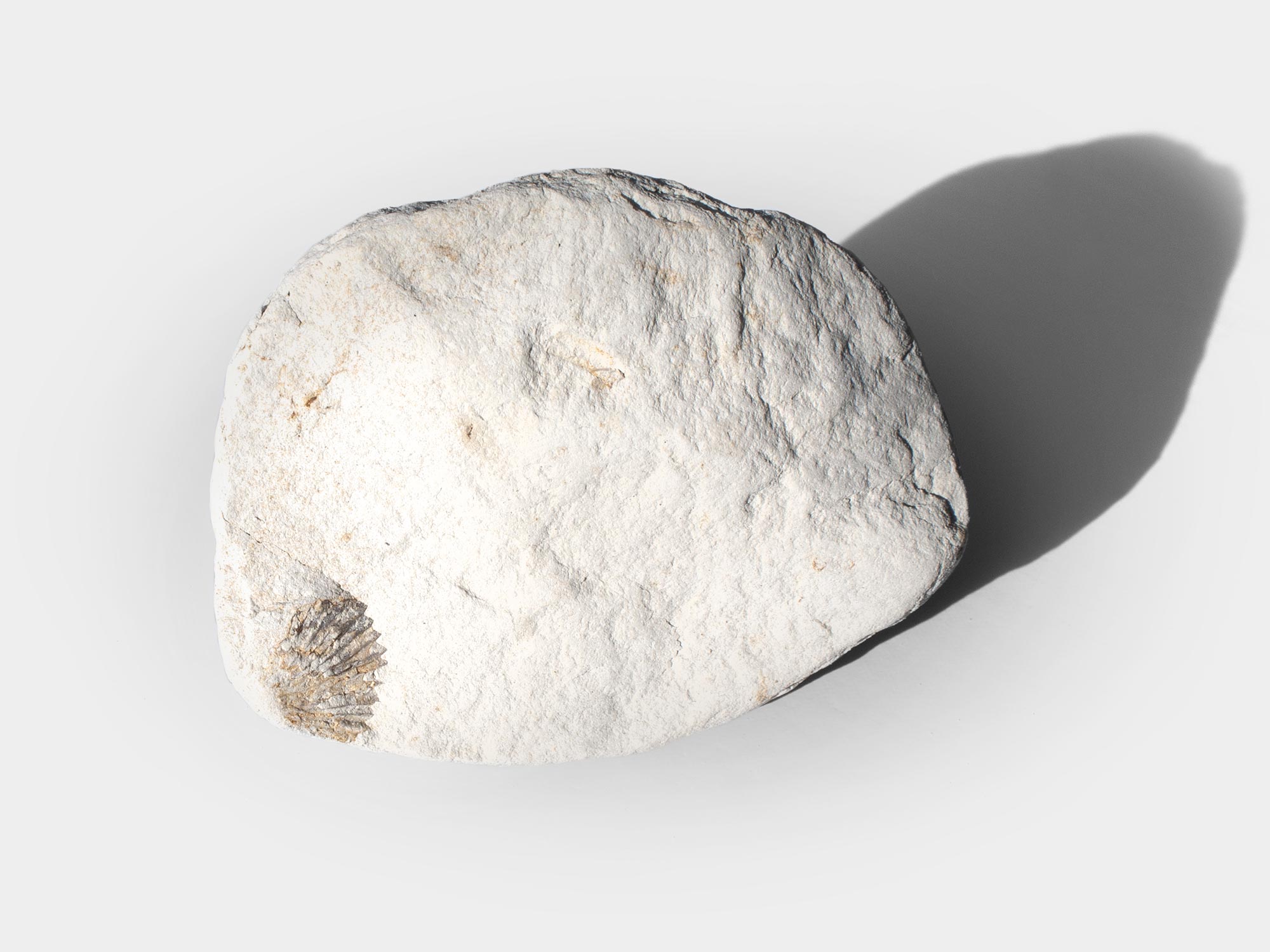 Bivalve in chalk. Found at Ringstead Bay, Dorset, England. October 2021