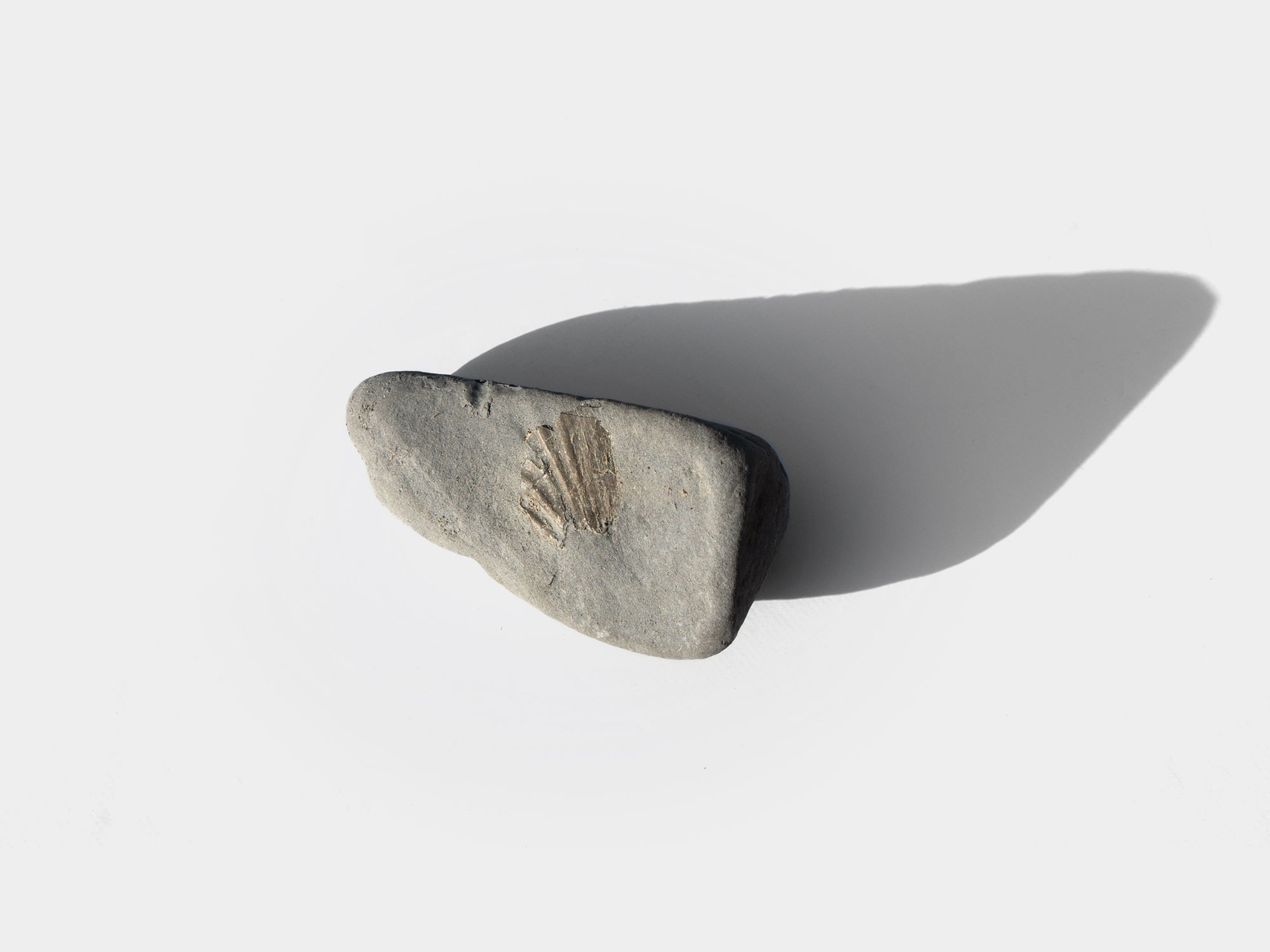 Carditida, bivalve. Found at Ringstead Bay, Dorset, England. October 2021