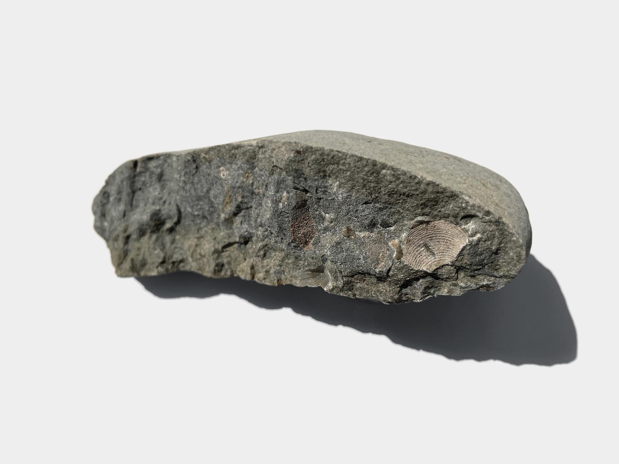 Bivalve. Found on Charmouth beach, Dorset, England. June 2022