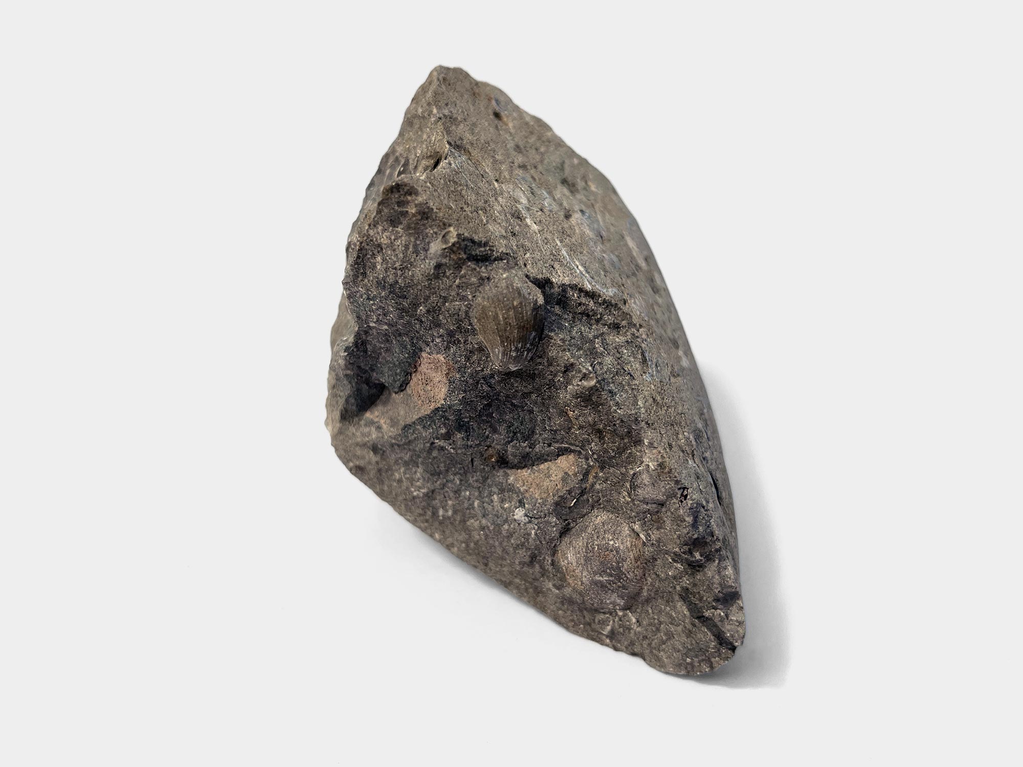 Bivalve. Found on Charmouth beach, Dorset, England. June 2022