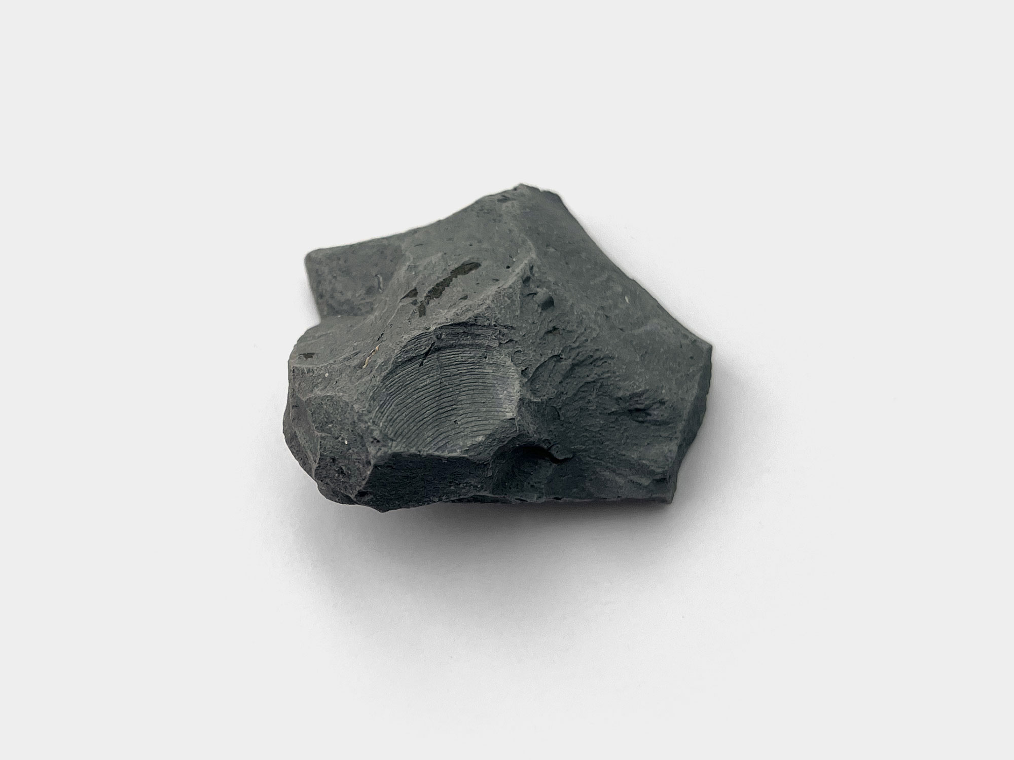 Bivalve impression in blue lias mudstone. Found on Seatown beach, Dorset, England. January 2023