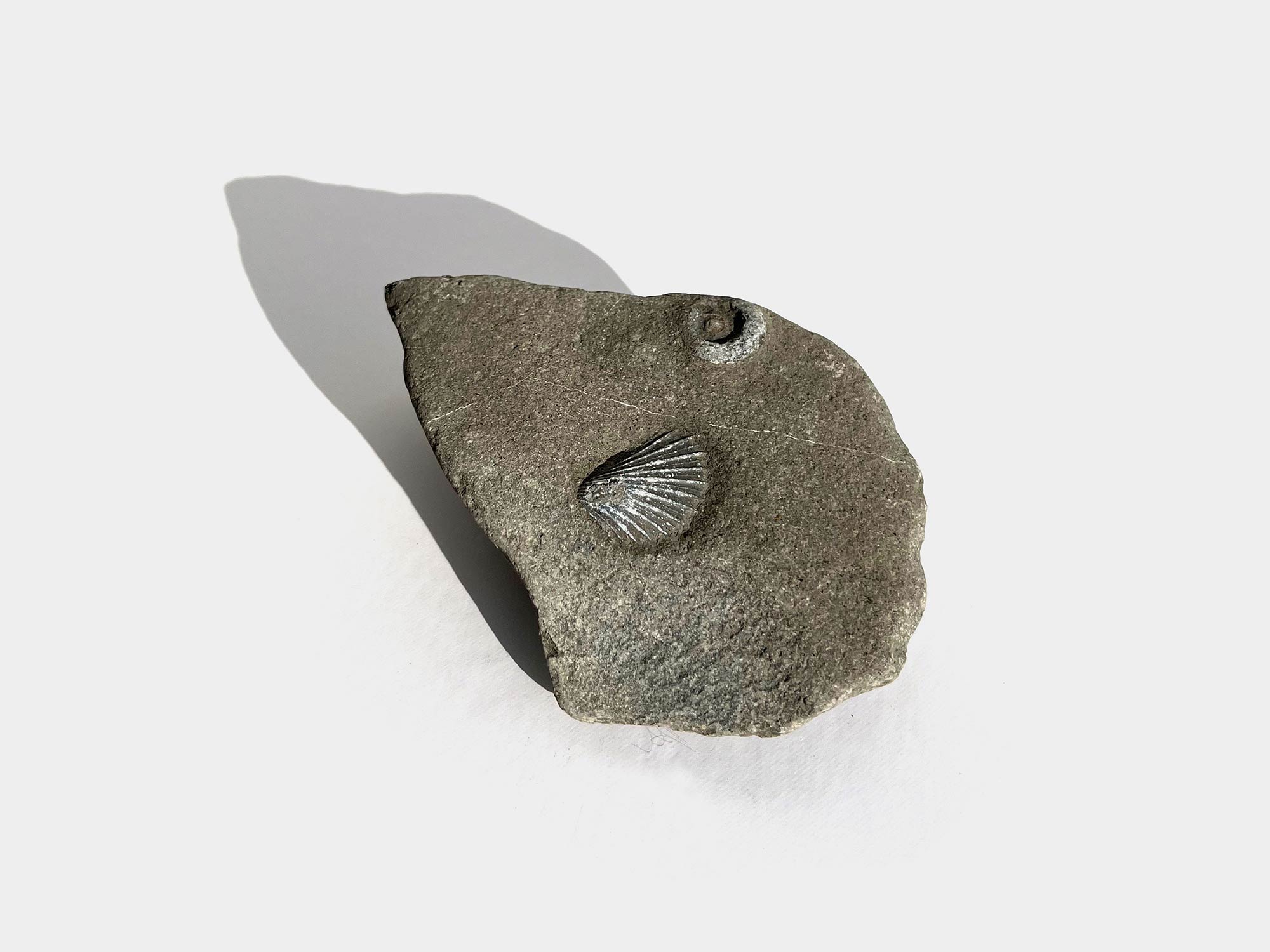 Bivalve. Found on Lyme Regis beach, Dorset, England. June 2022