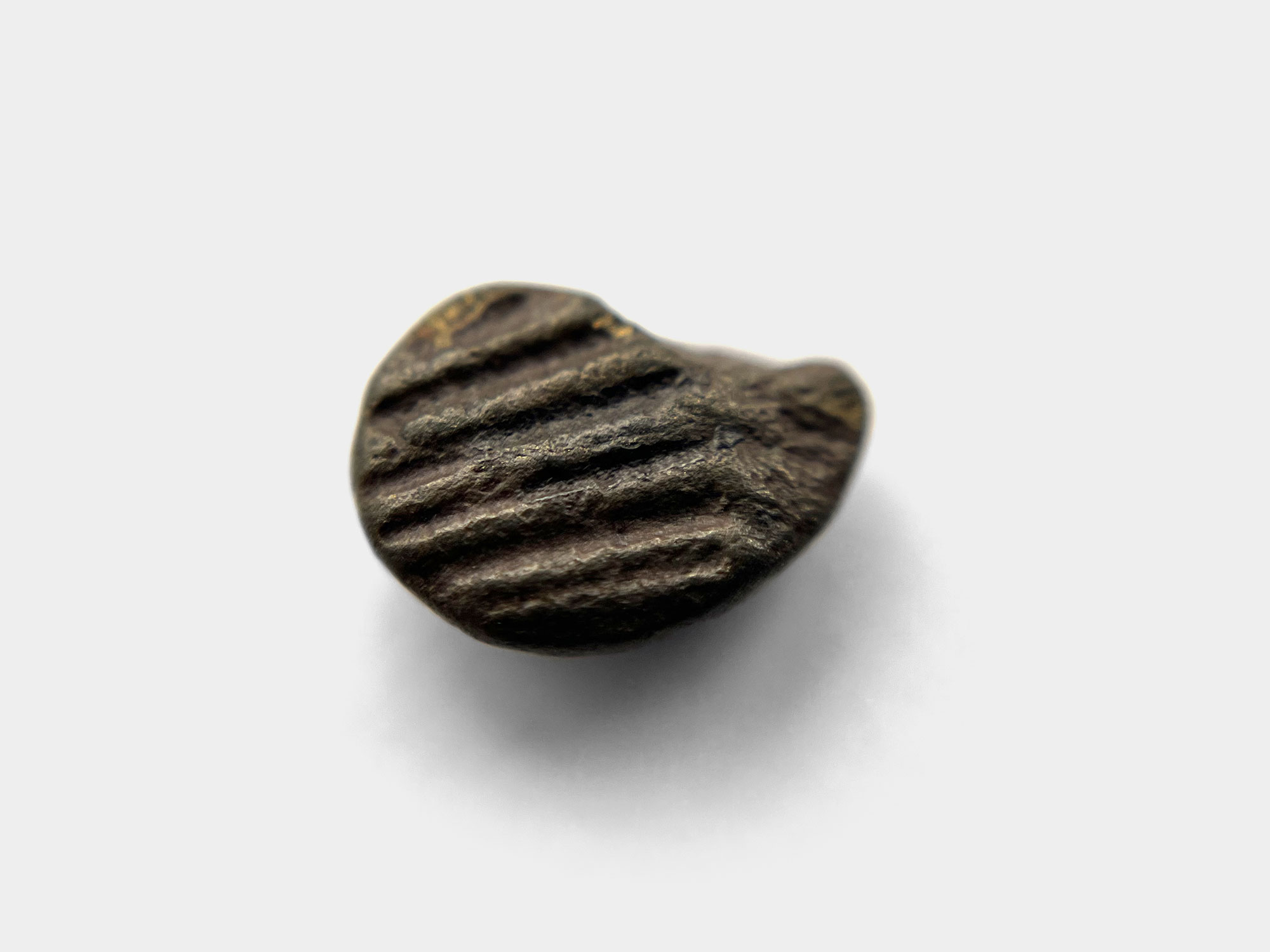 Pyrite bivalve. Found on Lyme Regis beach, Dorset, England. January 2023