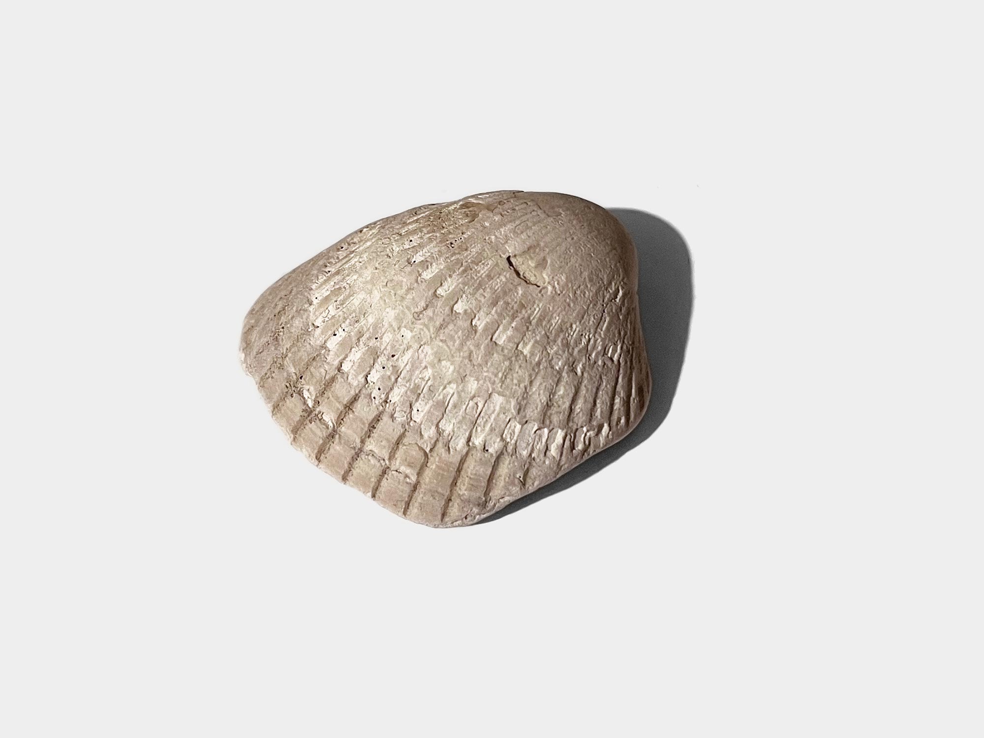Bivalve shell [Genus: Venericor]. Found at Bracklesham Bay, England. August 2023