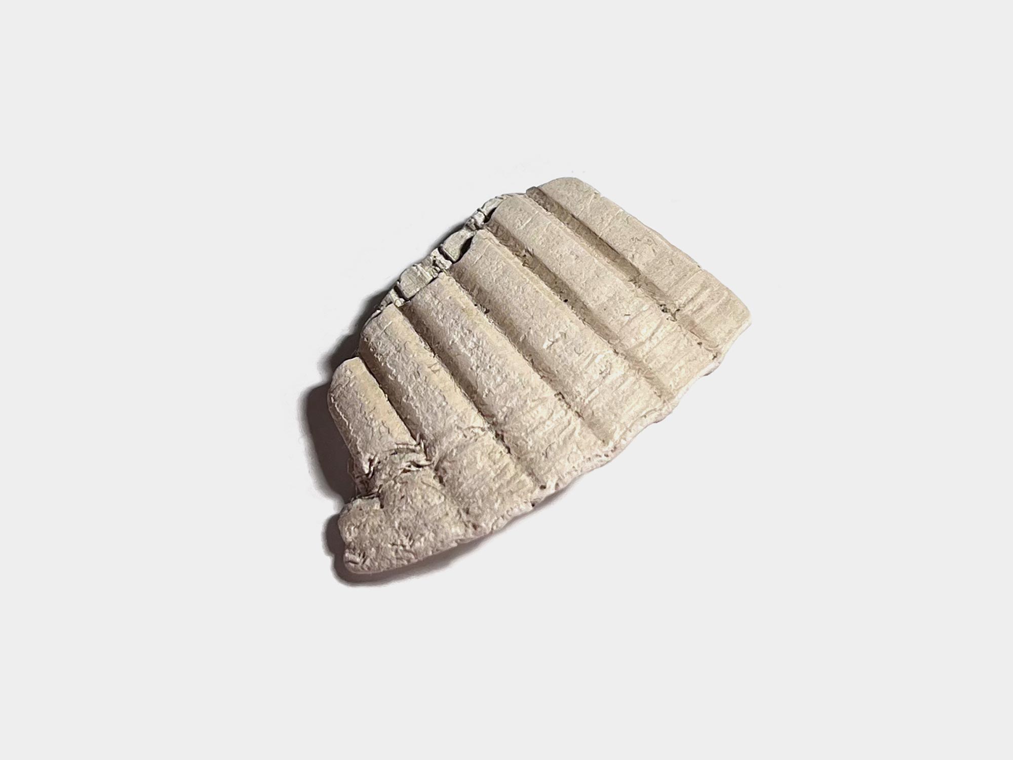 Bivalve shell. Found at Bracklesham Bay, England. August 2023