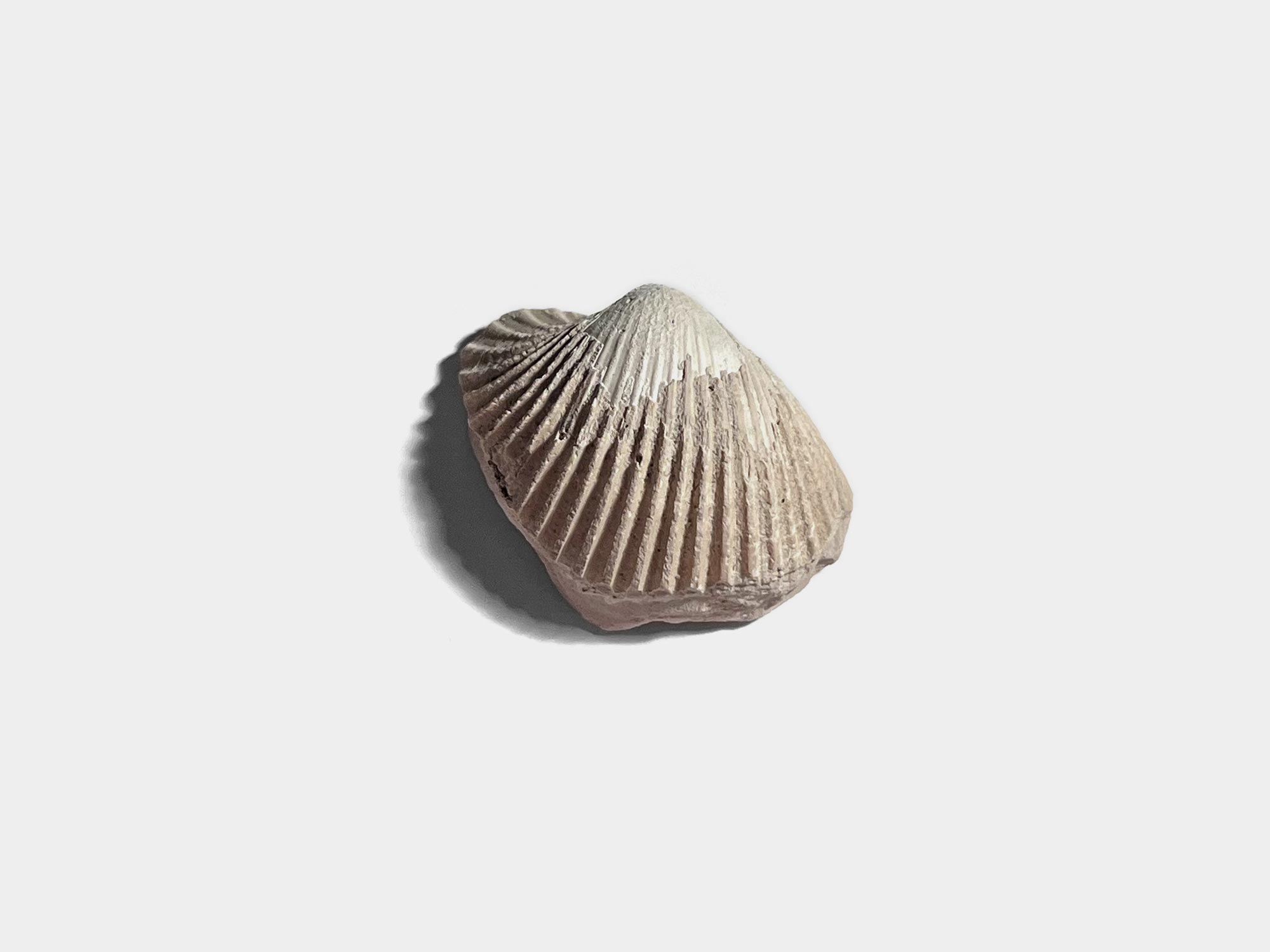 Bivalve shell [Genus: Venericor]. Found at Bracklesham Bay, England. August 2023