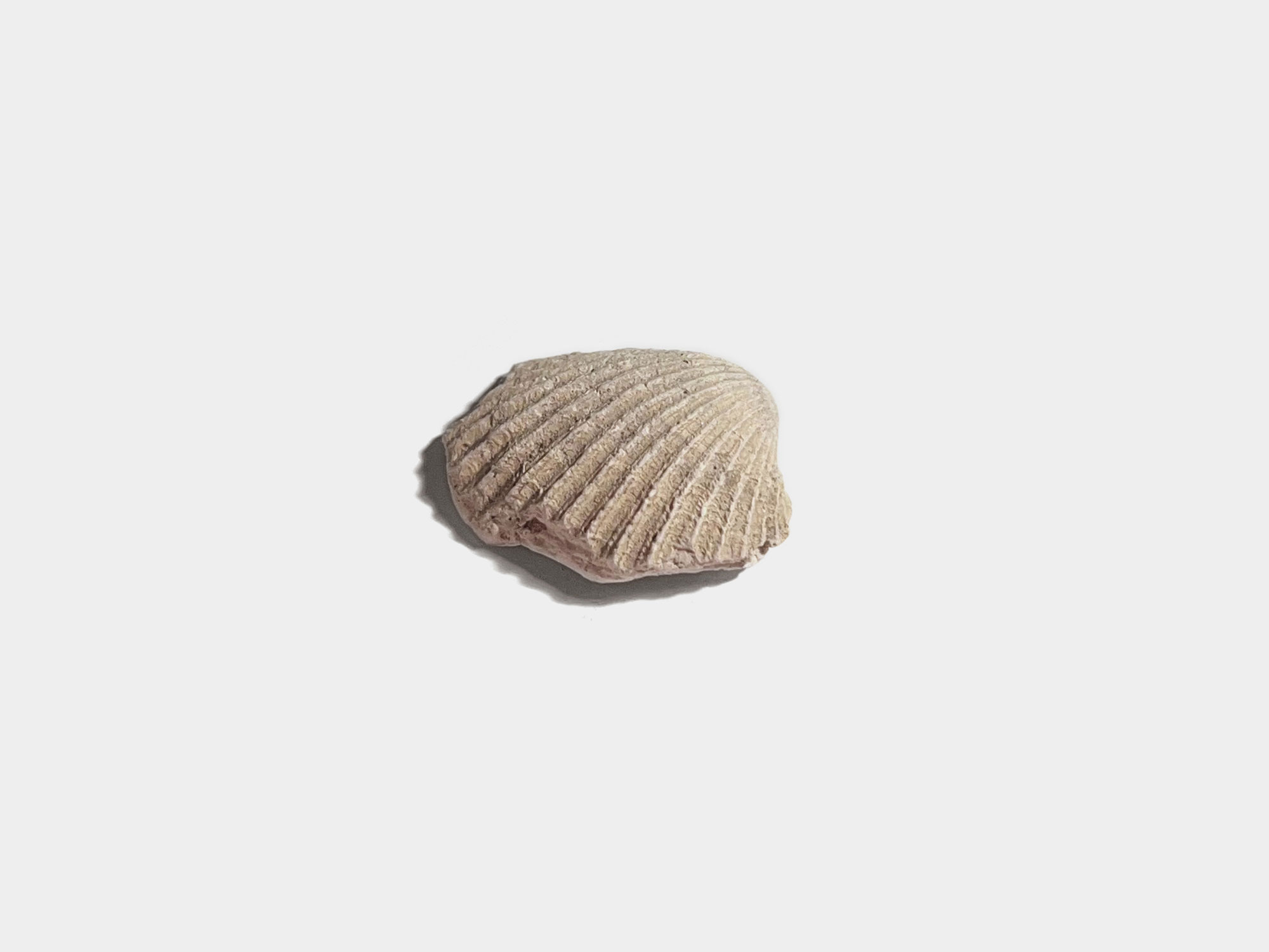 Bivalve shell [Genus: Venericor]. Found at Bracklesham Bay, England. August 2023