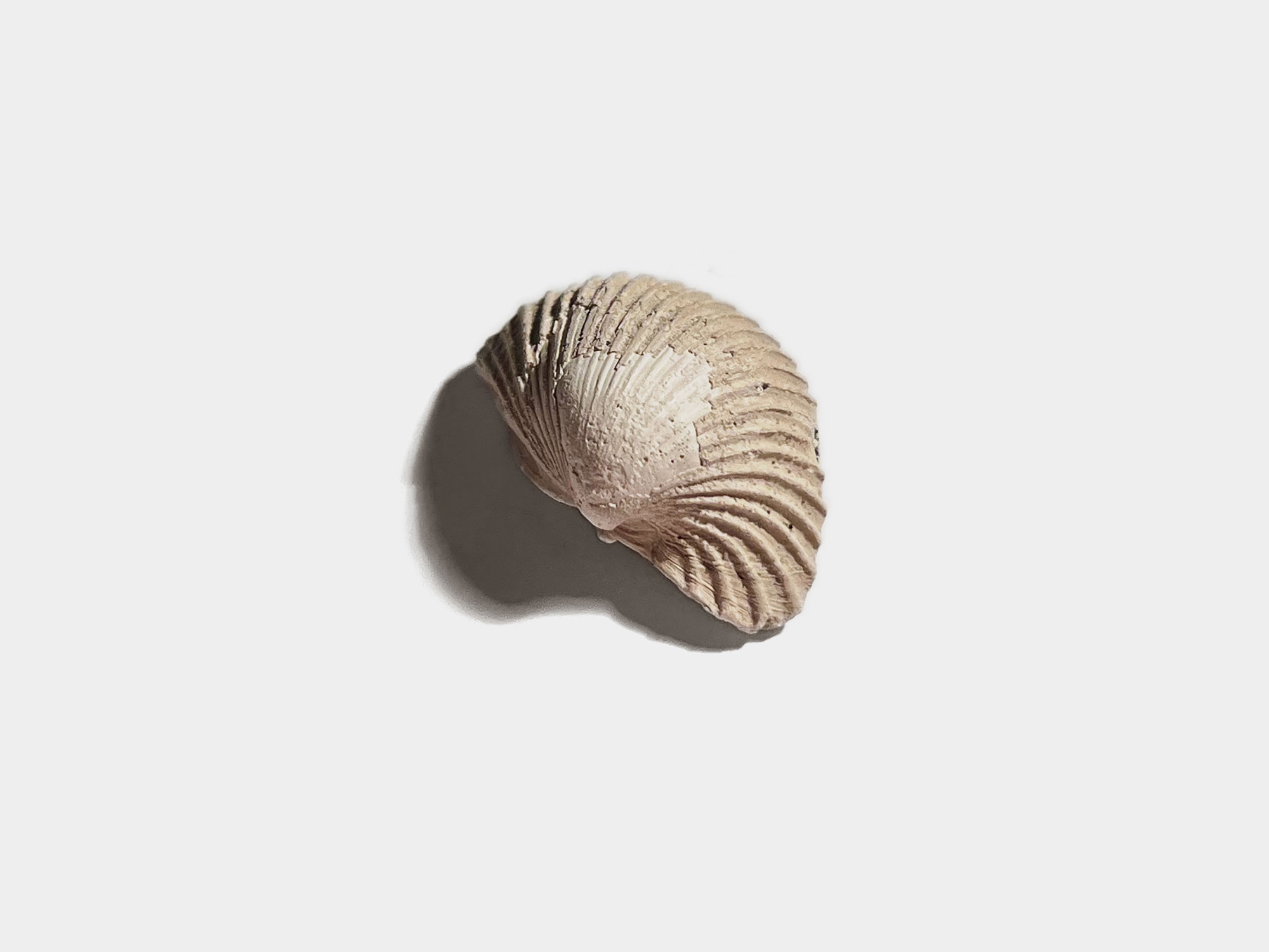 Bivalve shell [Genus: Venericor]. Found at Bracklesham Bay, England. August 2023