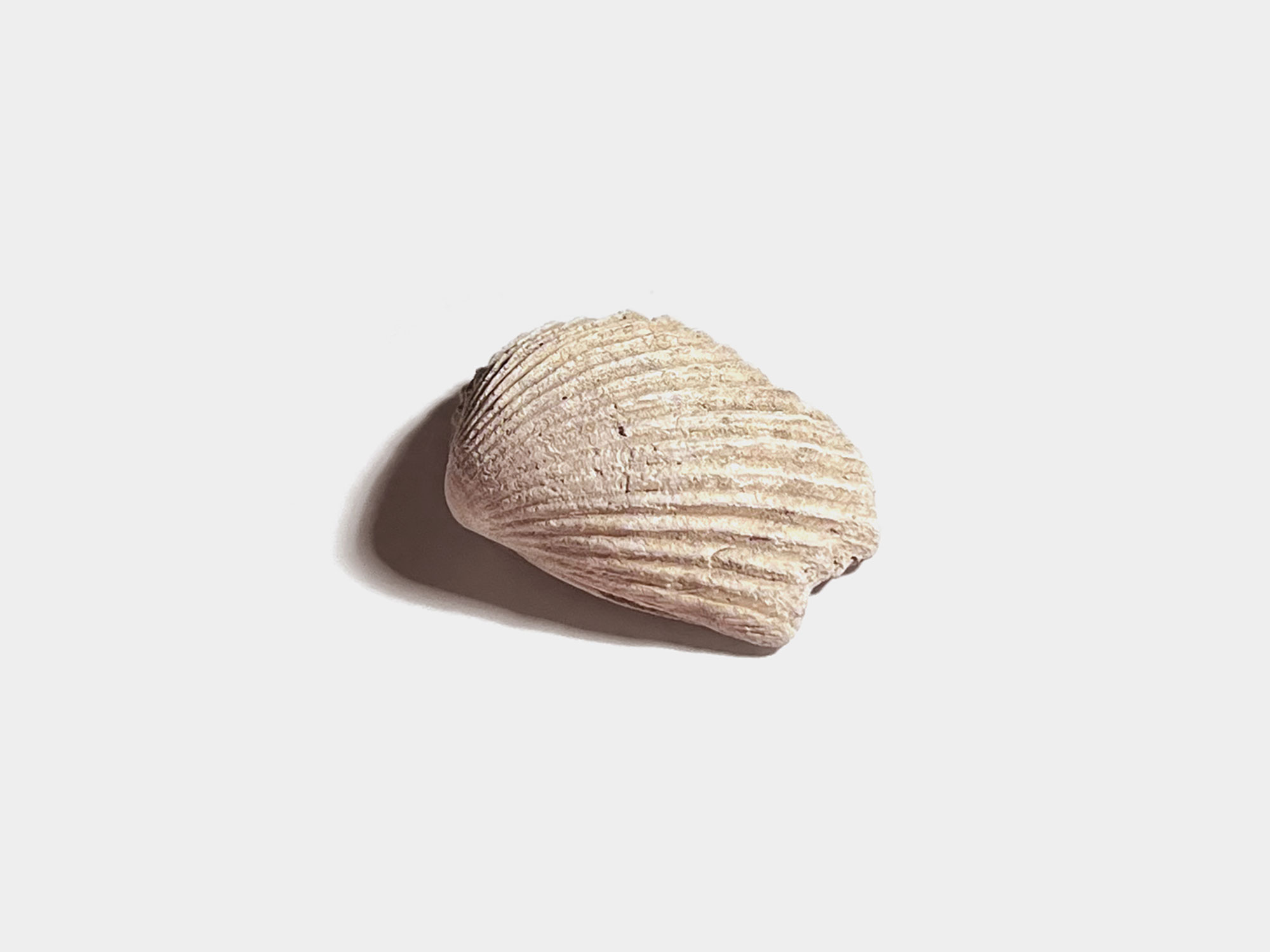Bivalve shell [Genus: Venericor]. Found at Bracklesham Bay, England. August 2023