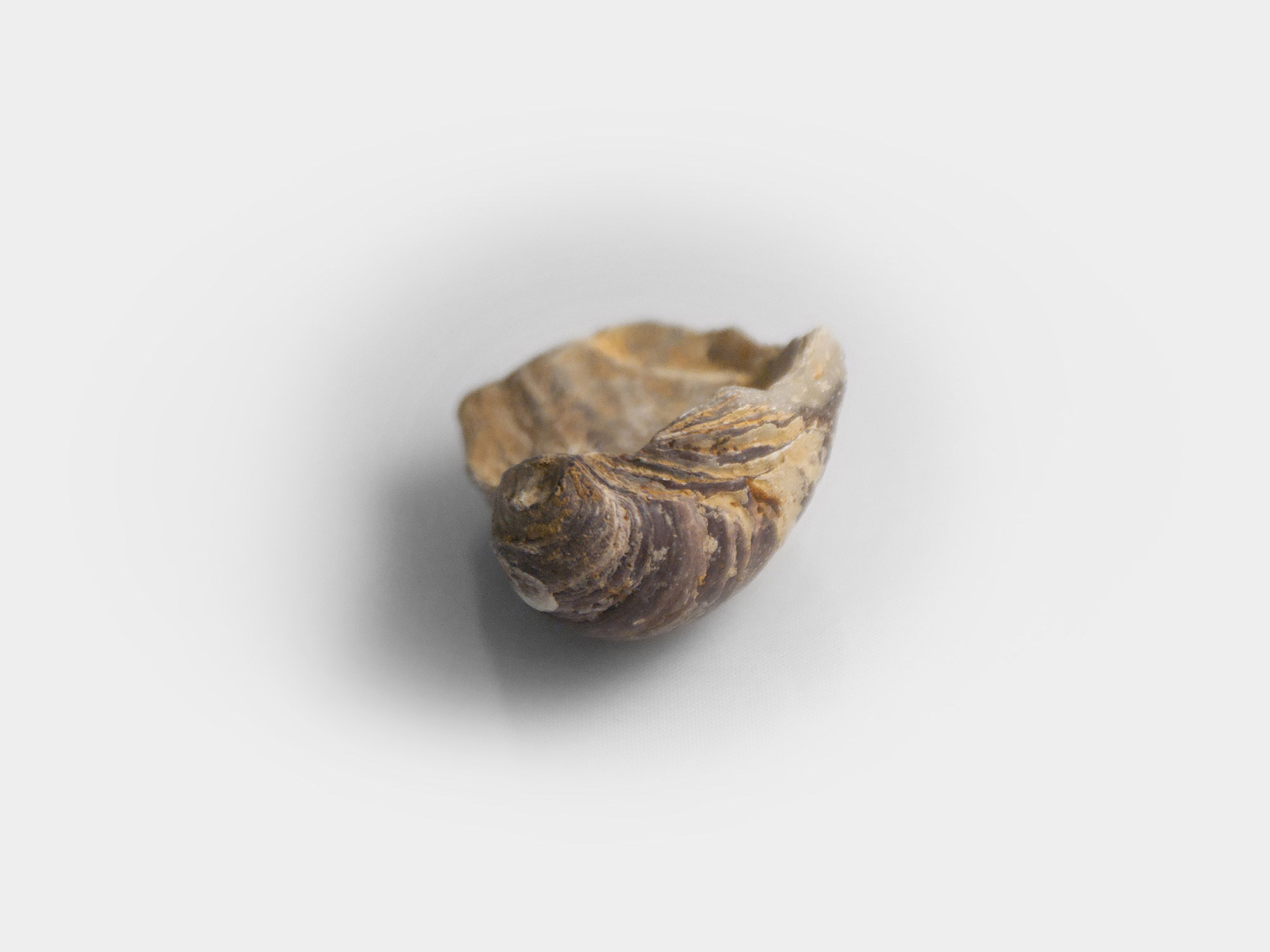 Gryphaea, a genus of extinct oyster. Found in South East England