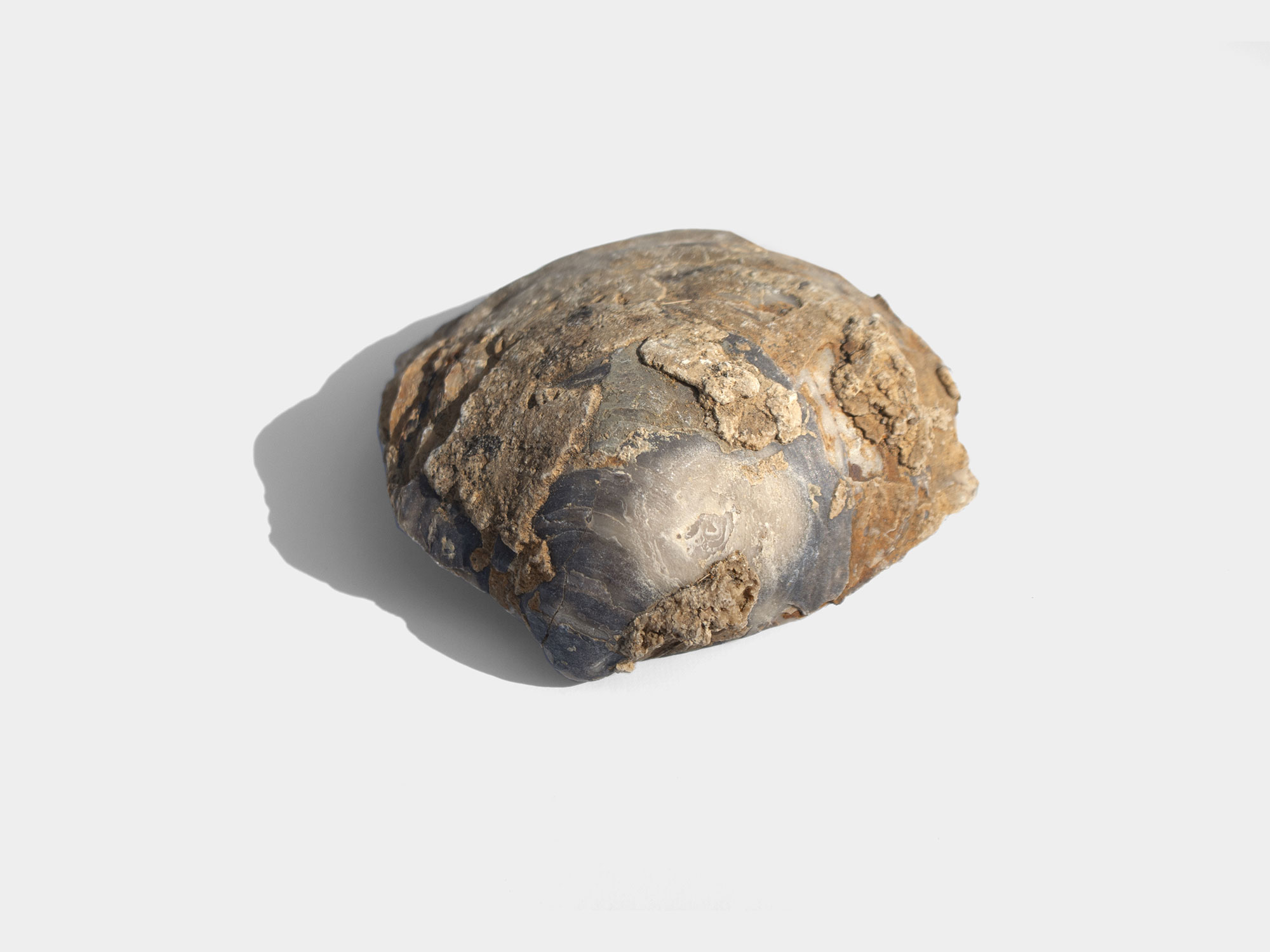 Gryphaea, a genus of extinct oyster. Found in South East England