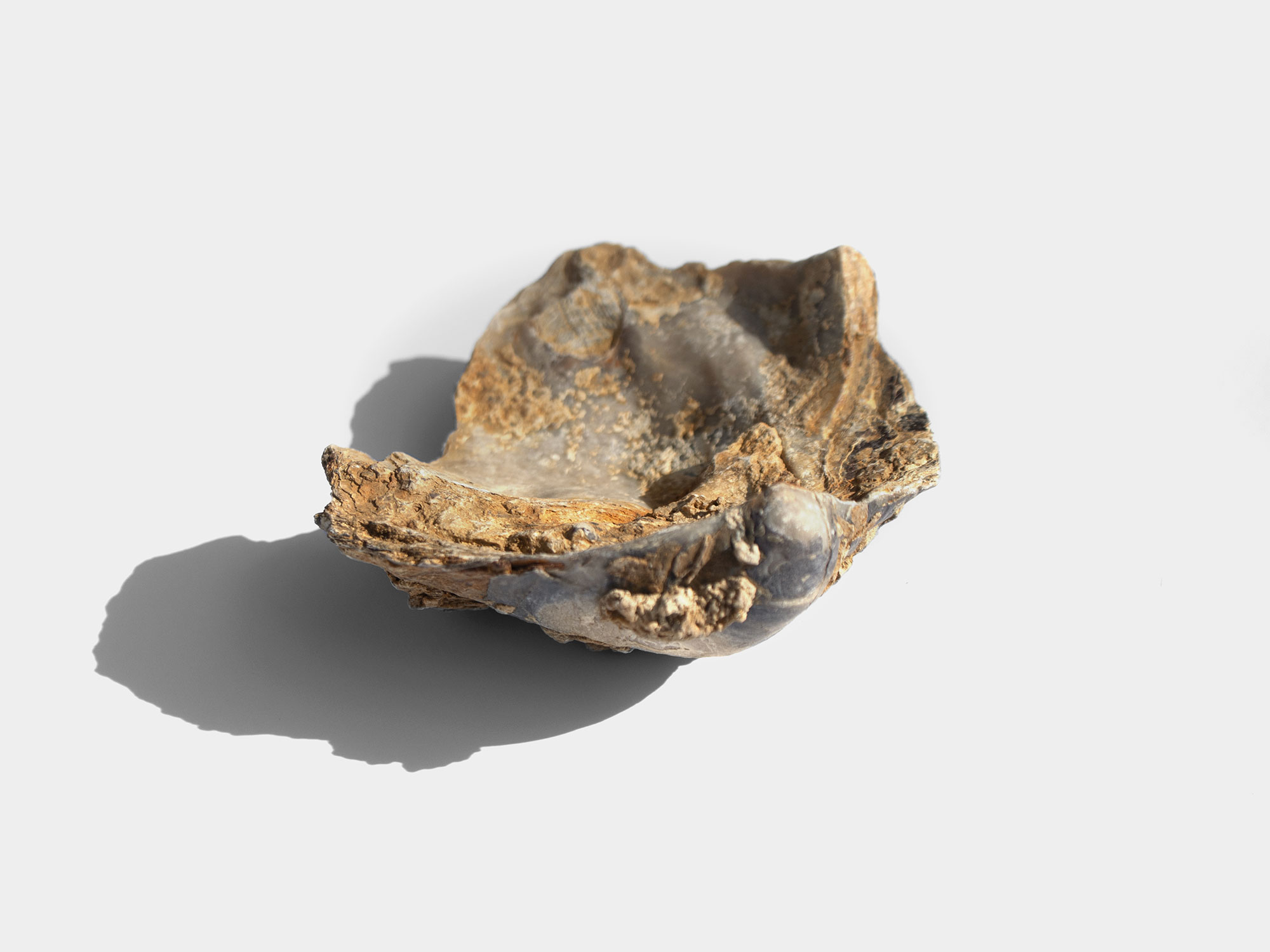 Gryphaea, a genus of extinct oyster. Found in South East England