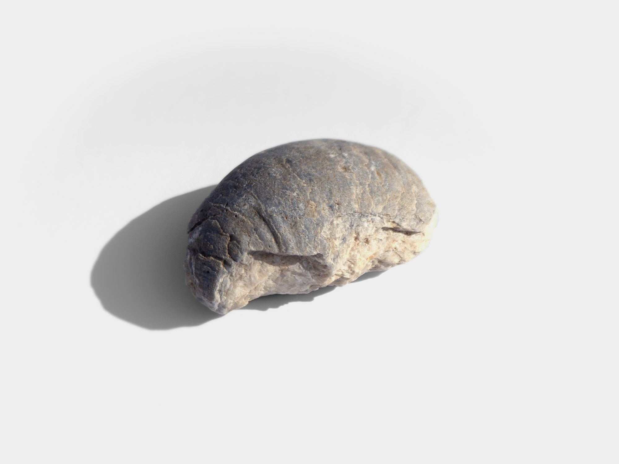 Gryphaea, a genus of extinct oyster. Found in South East England