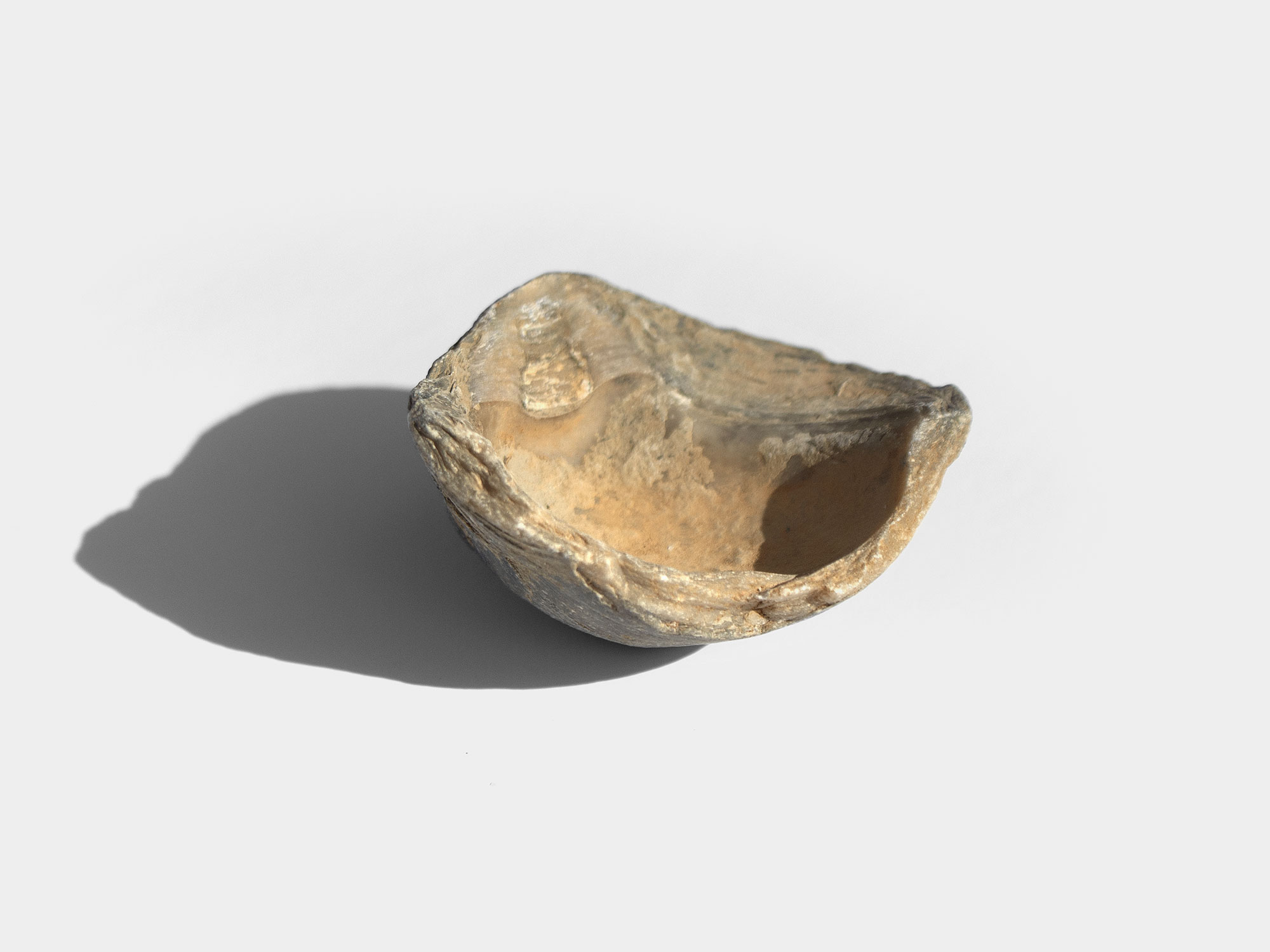 Gryphaea, a genus of extinct oyster. Found in South East England