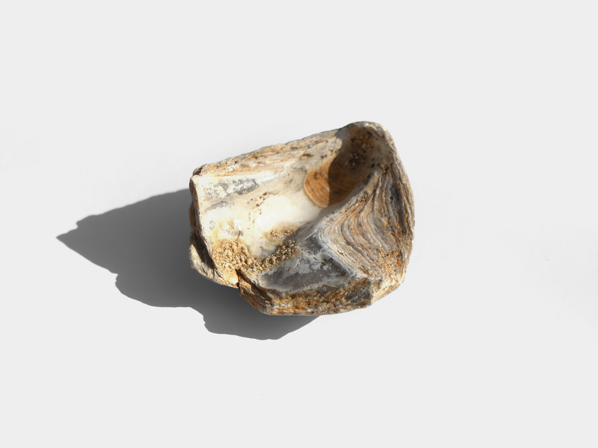 Gryphaea, a genus of extinct oyster. Found in South East England