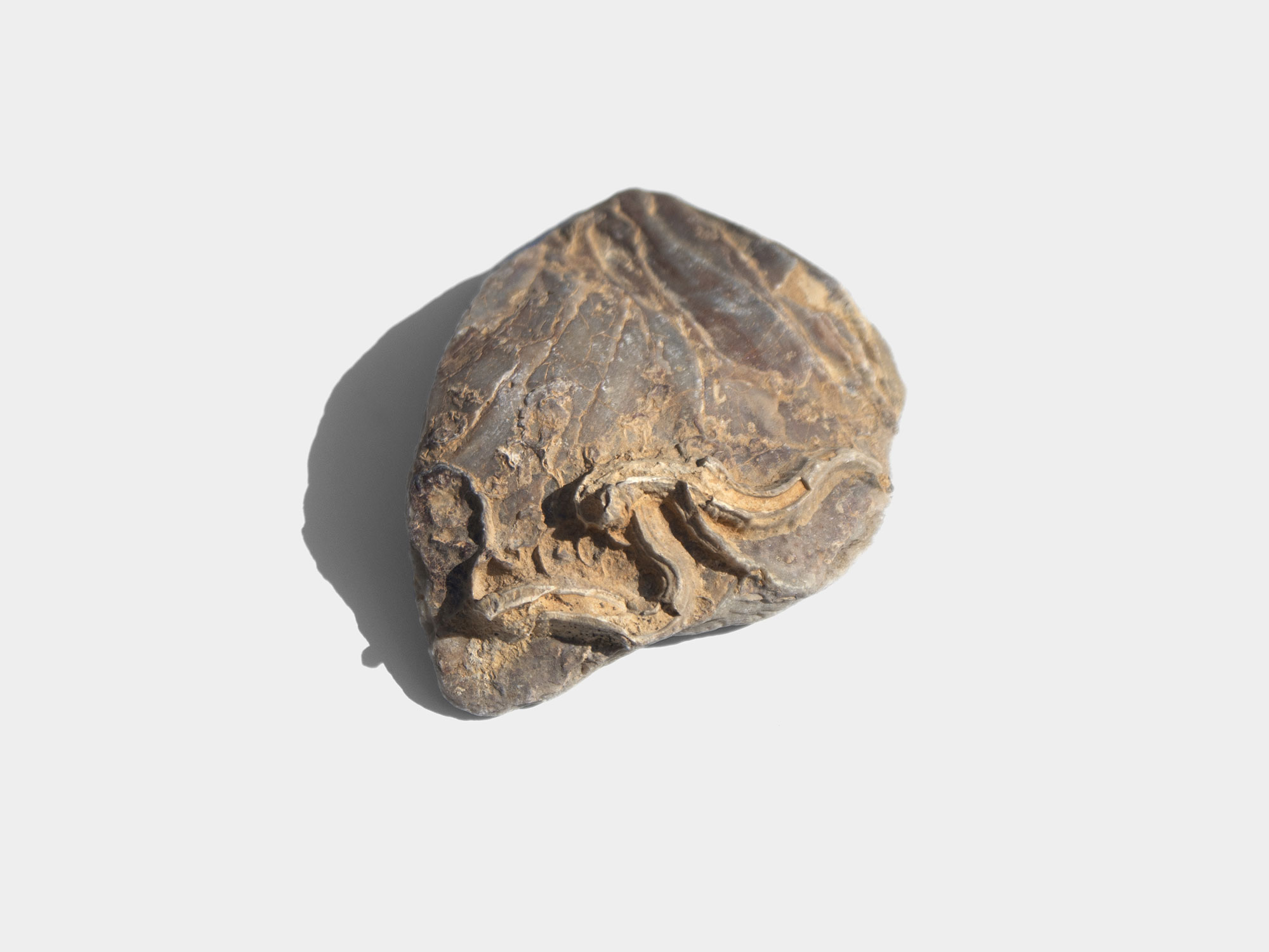 Gryphaea, a genus of extinct oyster. Found in South East England