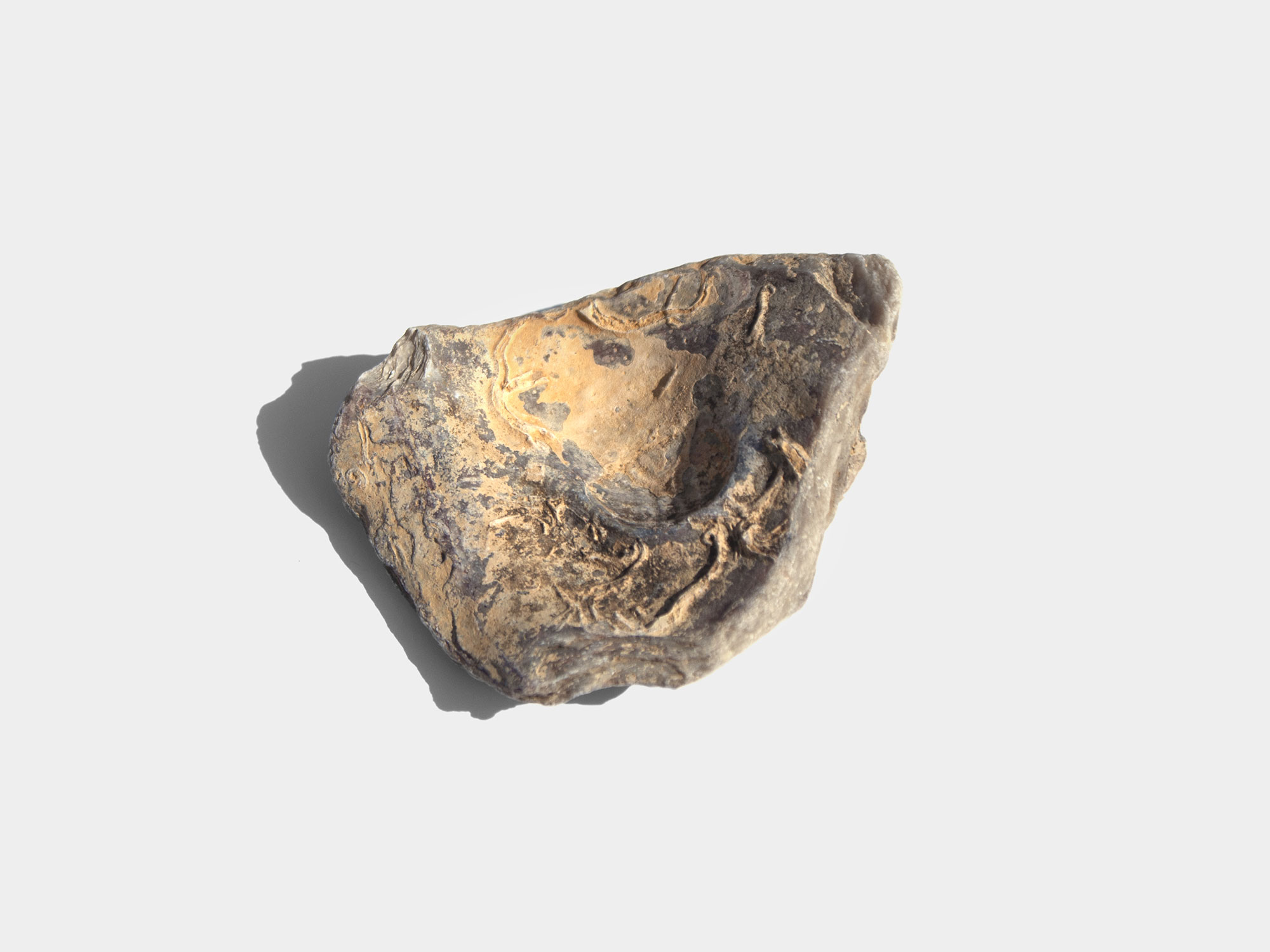 Gryphaea, a genus of extinct oyster. Found in South East England