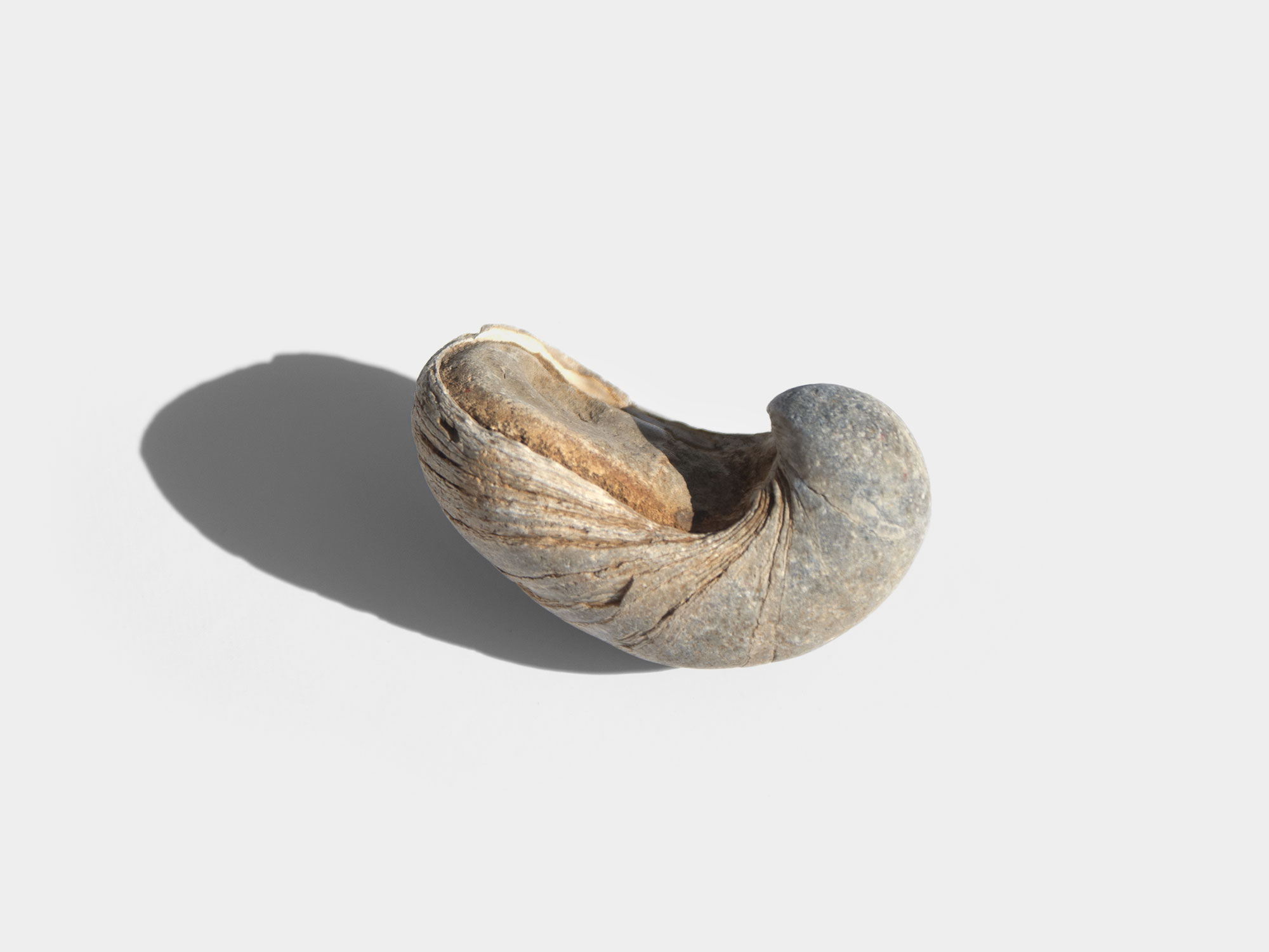 Gryphaea “Devil’s Toenail”, a genus of extinct oyster. Found in South East England