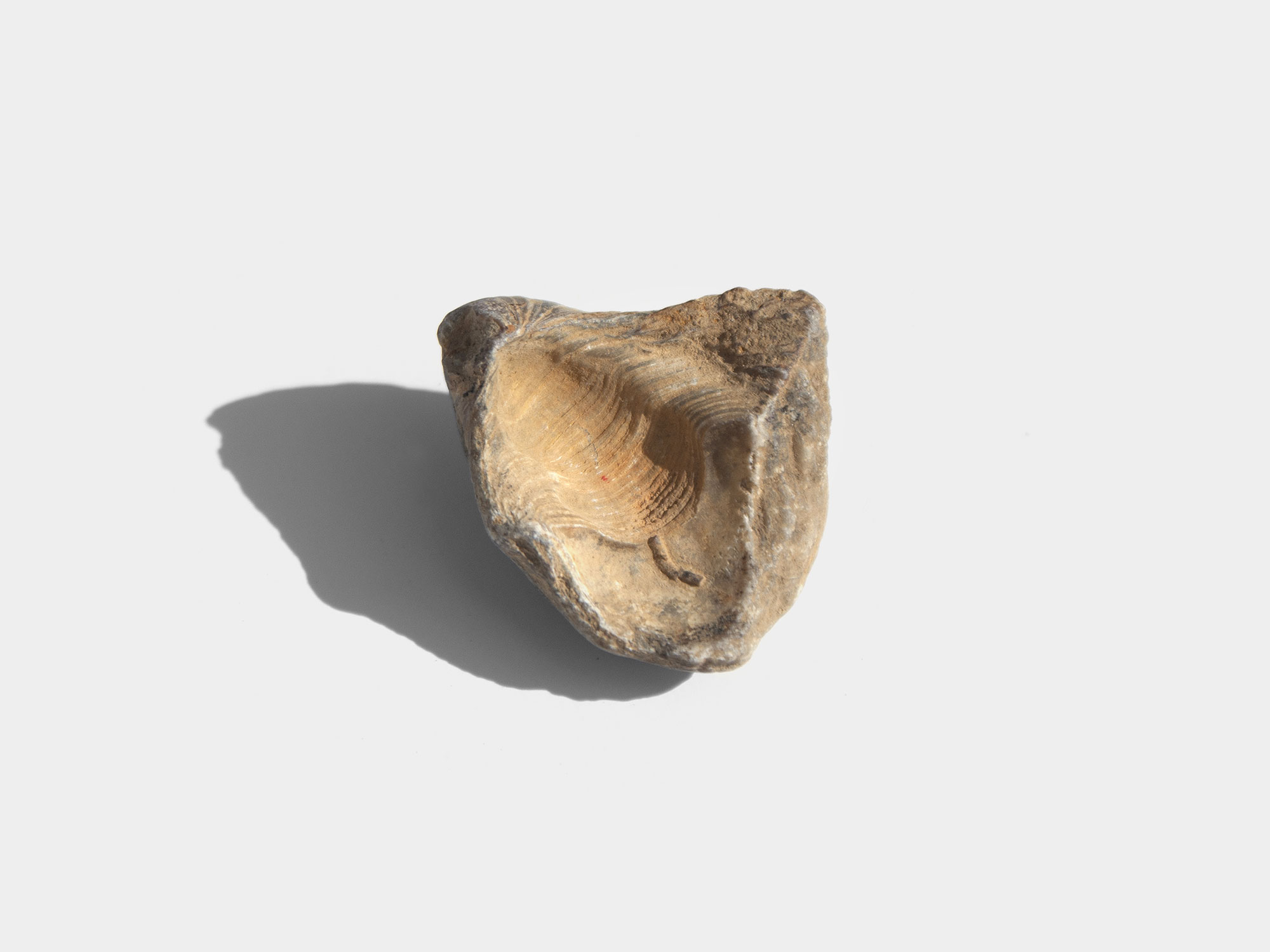 Gryphaea, a genus of extinct oyster. Found in South East England