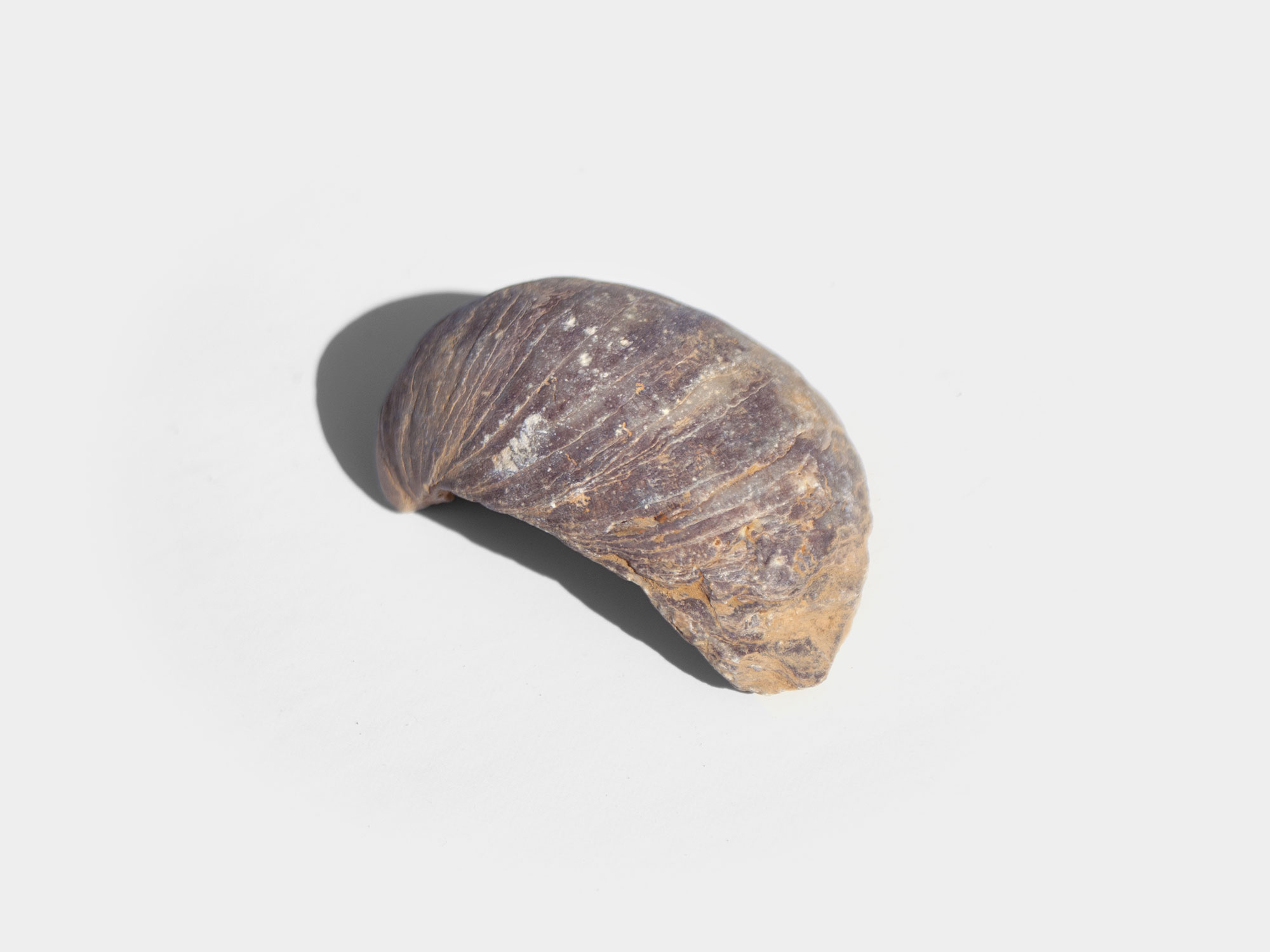 Gryphaea, a genus of extinct oyster. Found in South East England