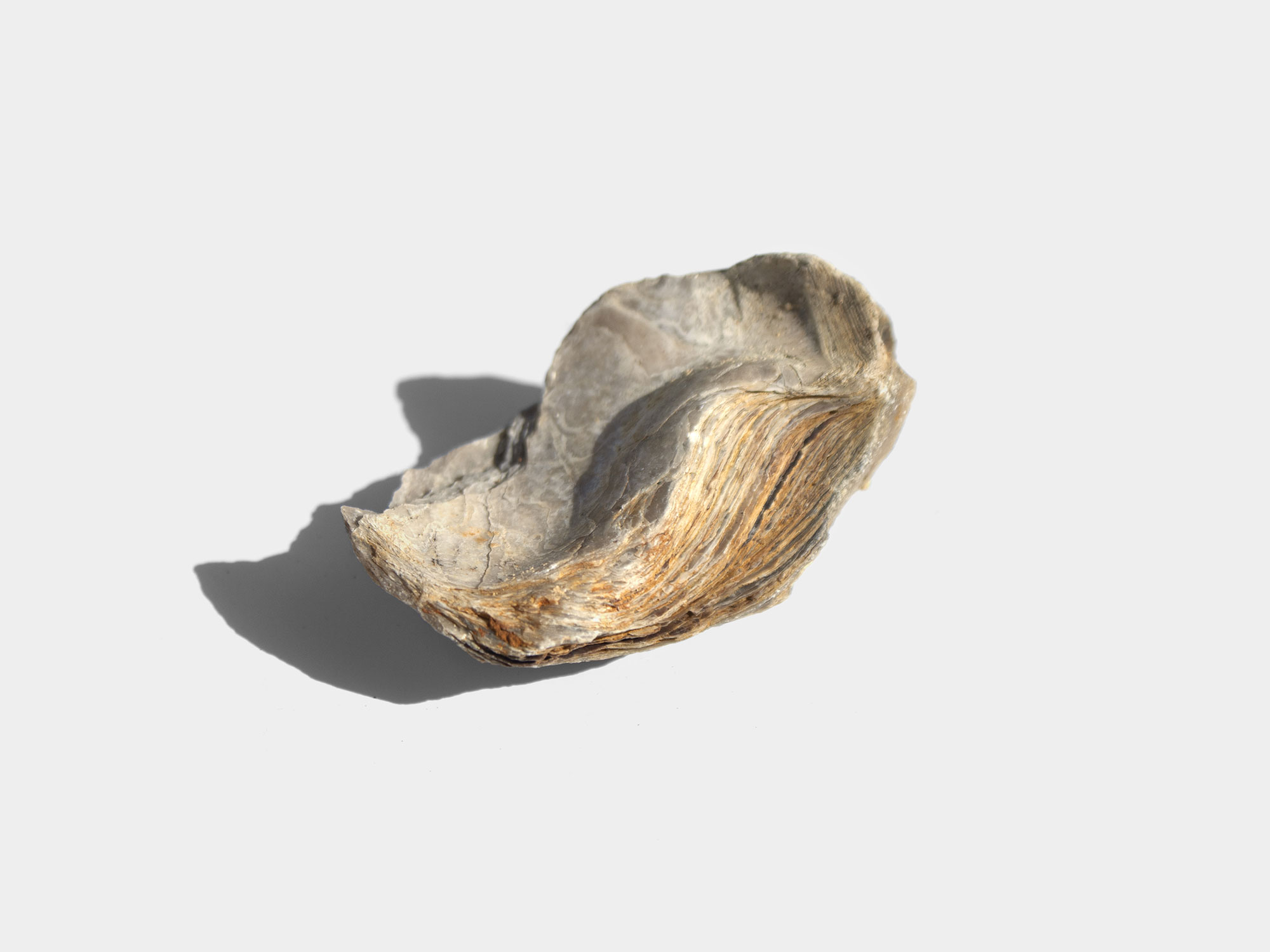 Gryphaea, a genus of extinct oyster. Found in South East England