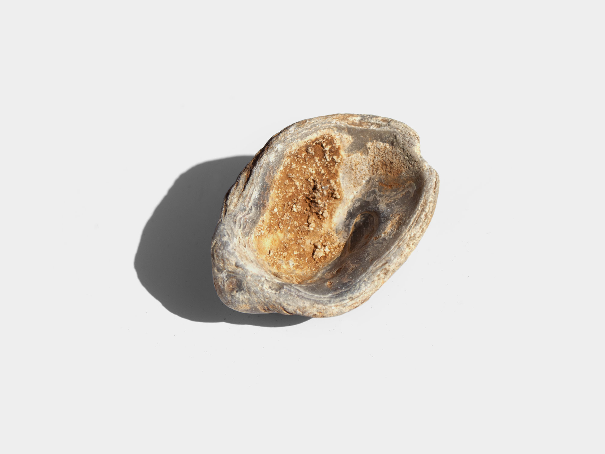 Gryphaea, a genus of extinct oyster. Found in South East England