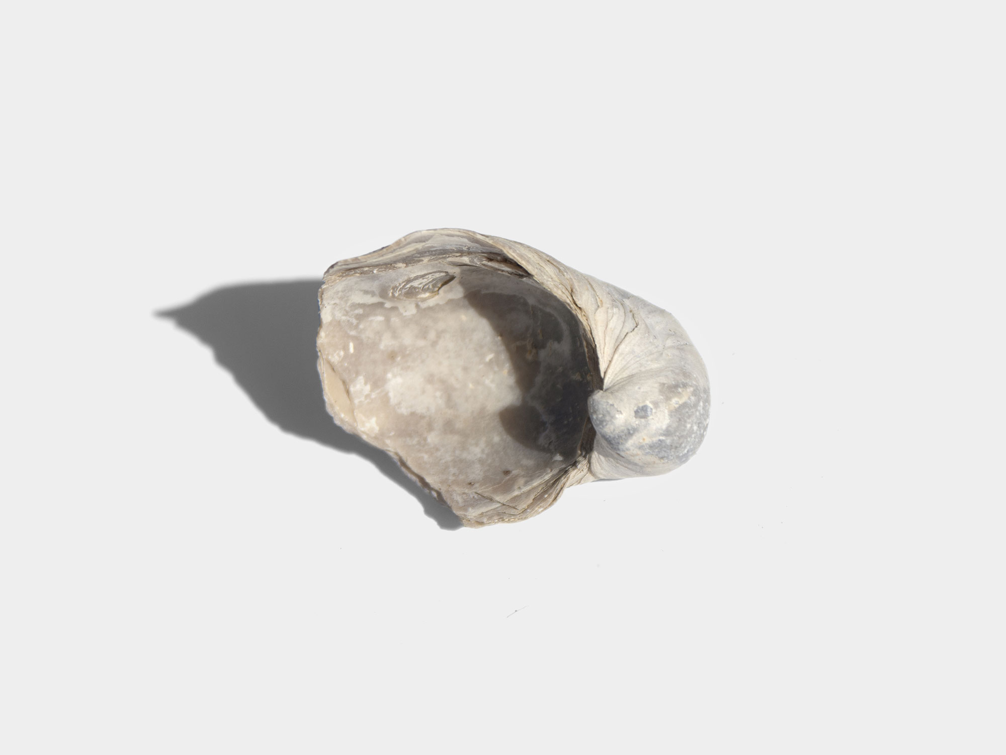 Gryphaea “Devil’s Toenail”, a genus of extinct oyster. Found in South East England