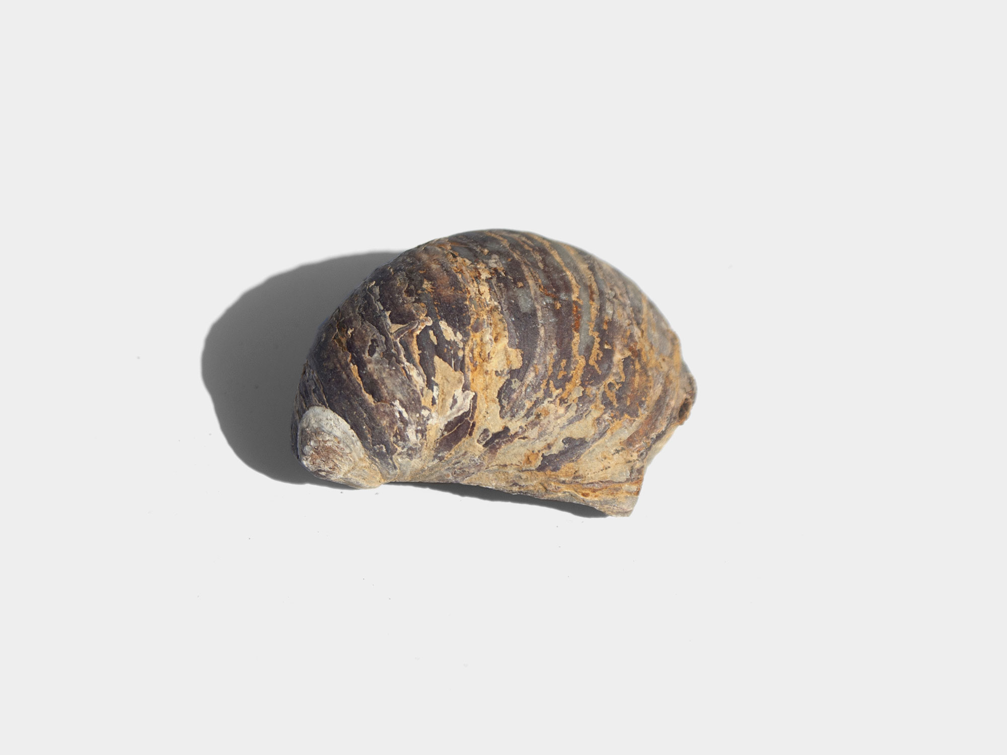 Gryphaea, a genus of extinct oyster. Found in South East England