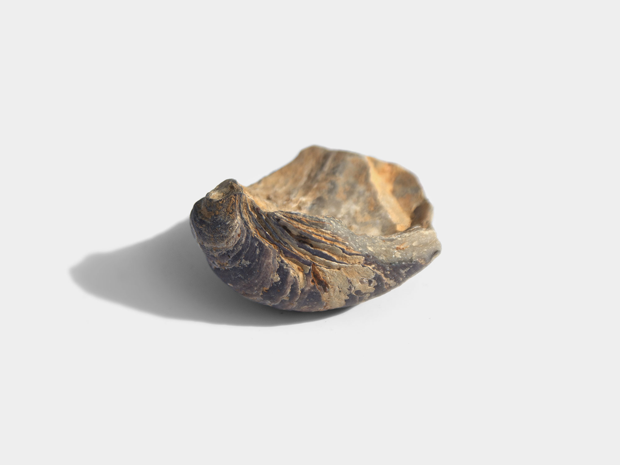 Gryphaea, a genus of extinct oyster. Found in South East England