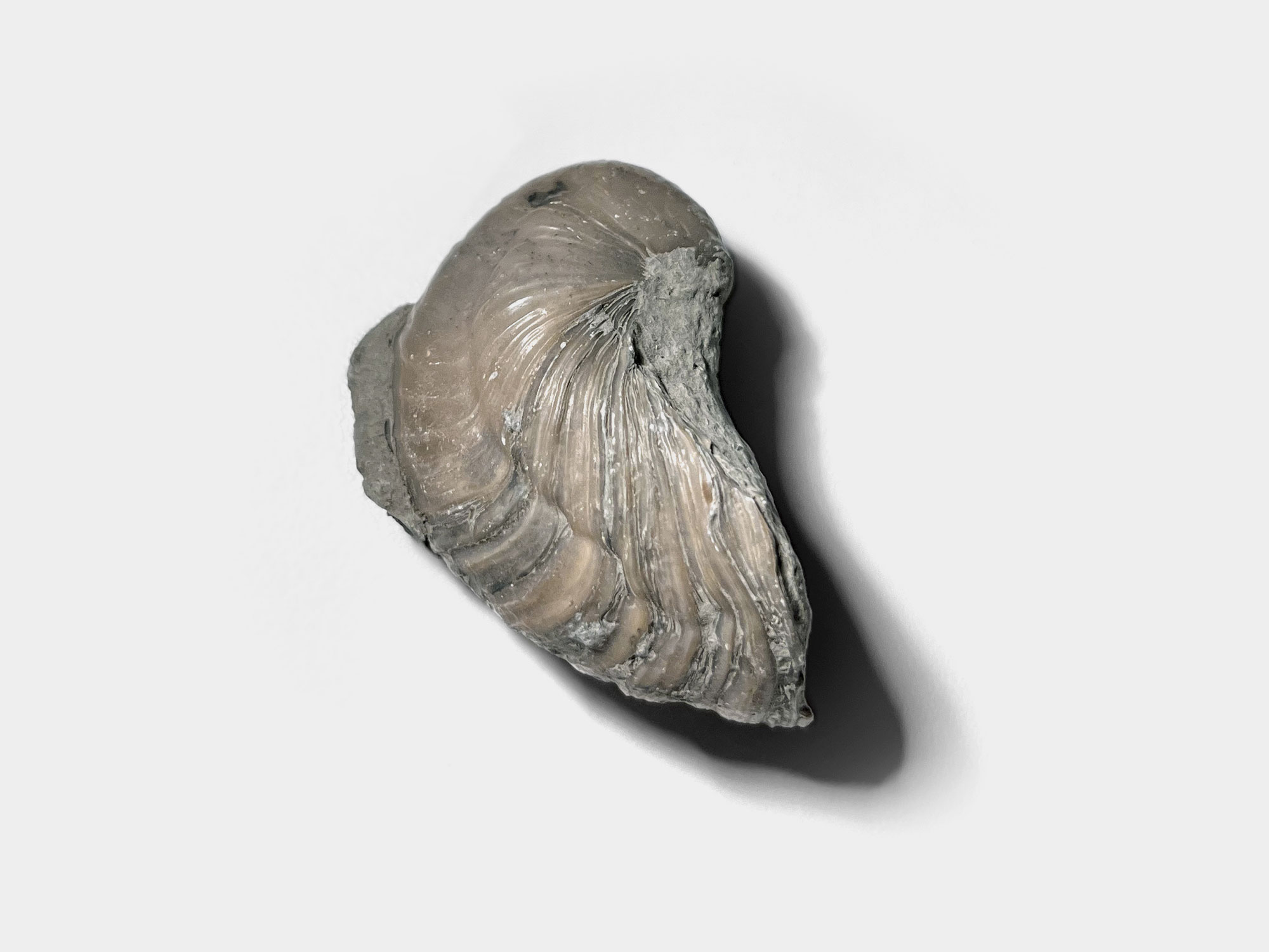 Gryphaea, a genus of extinct oyster. Found in Somerset, England [Purchased in Dorset, 2022]