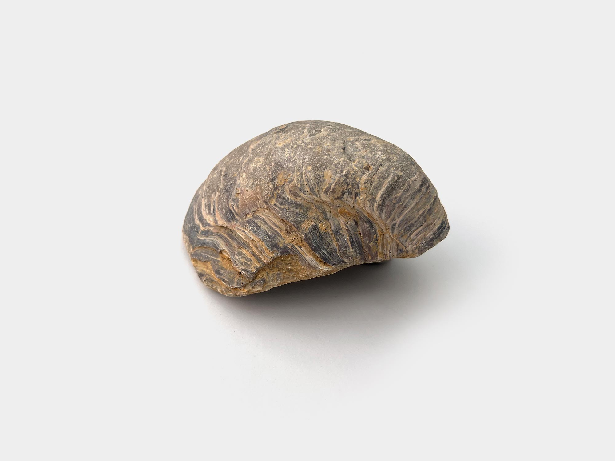 Gryphaea, a genus of marine oysters. Found in Hertfordshire, UK