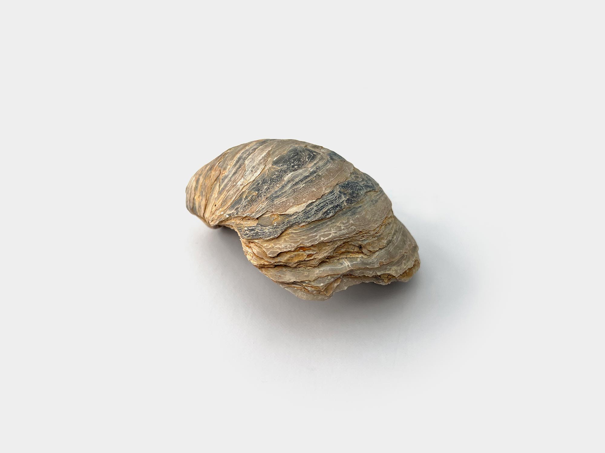 Gryphaea, a genus of marine oysters. Found in Hertfordshire, UK