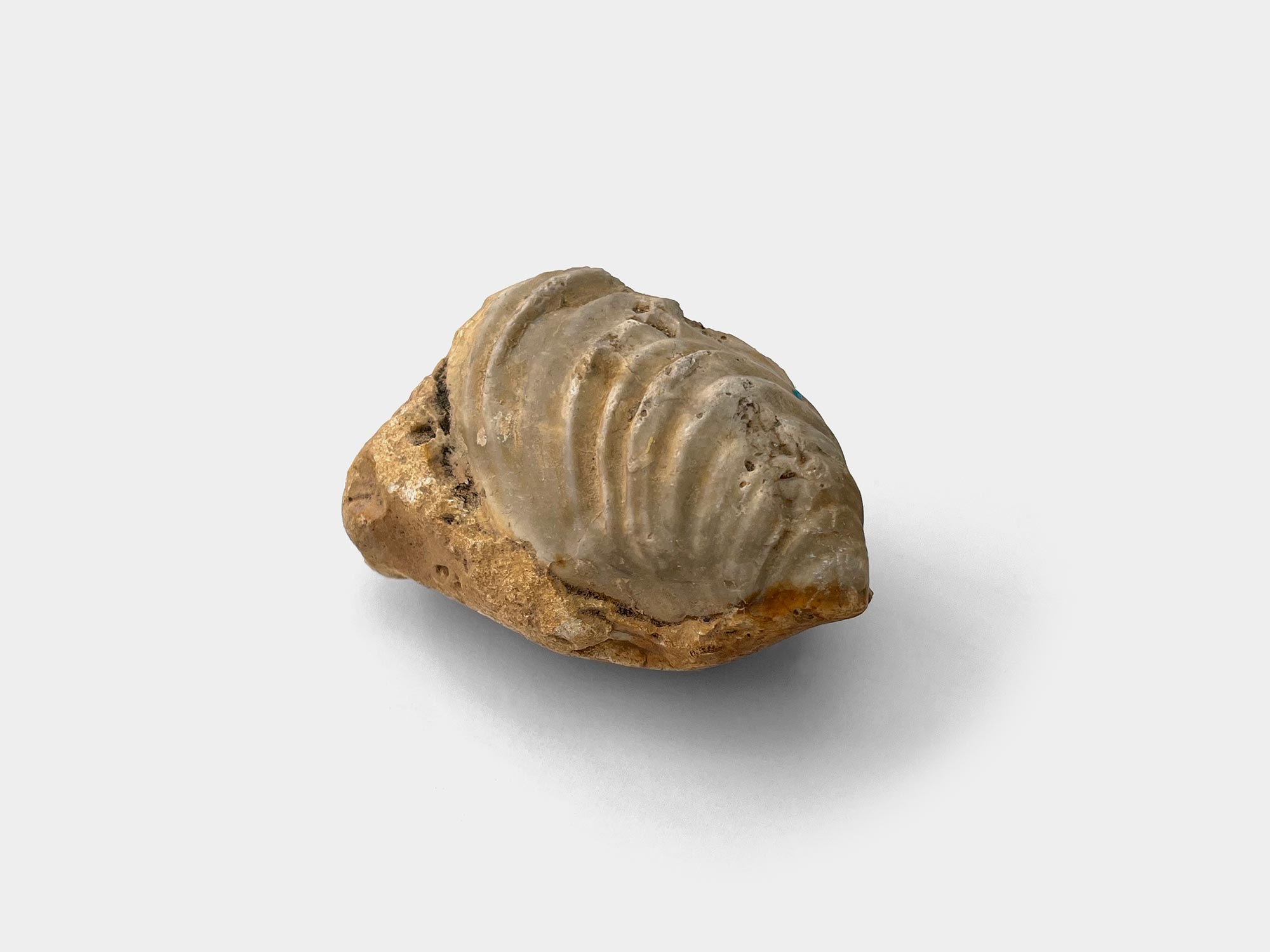 Gryphaea, a genus of marine oysters. Found in Hertfordshire, UK