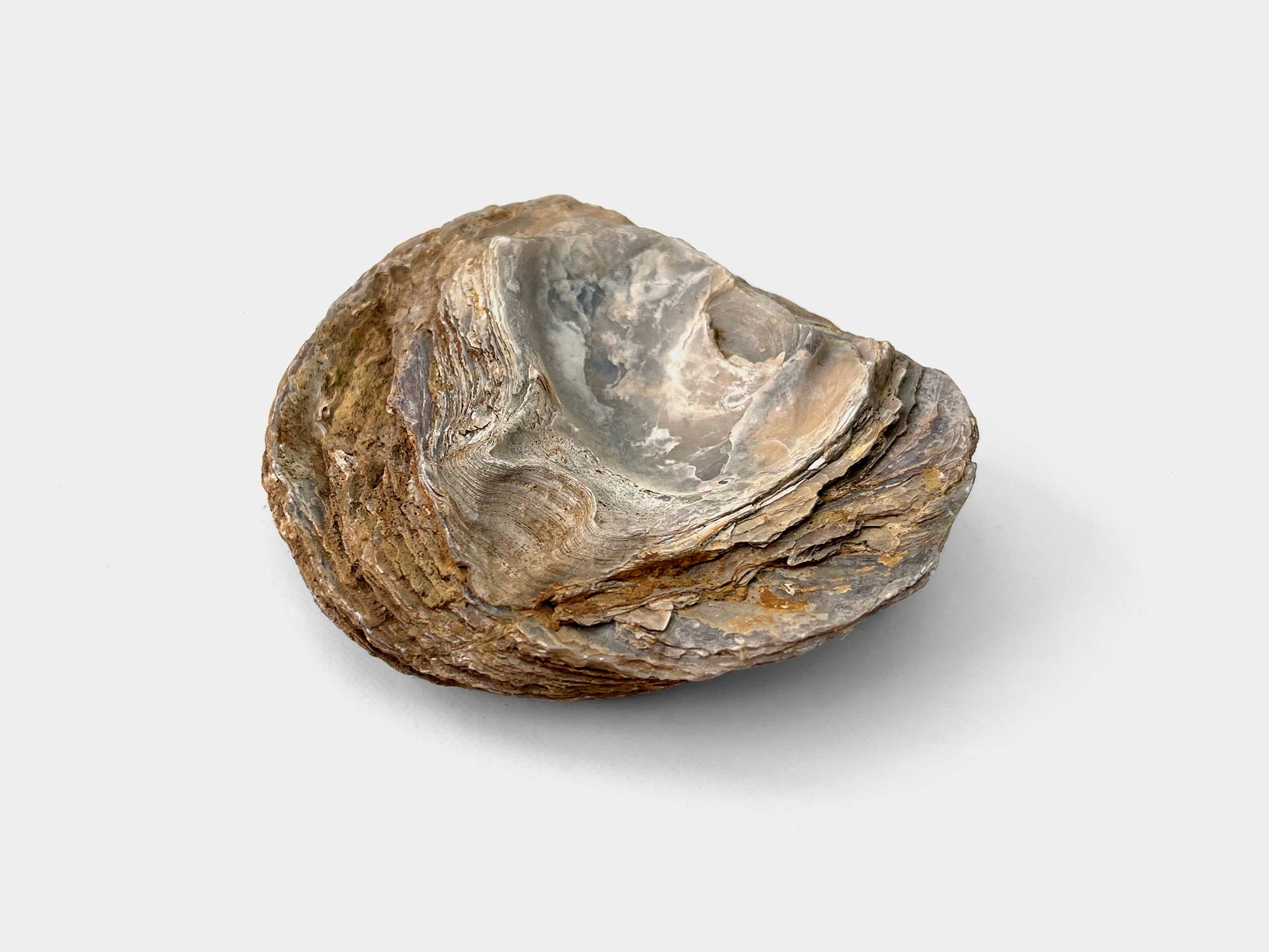 Gryphaea, a genus of marine oysters. Found in Hertfordshire, UK