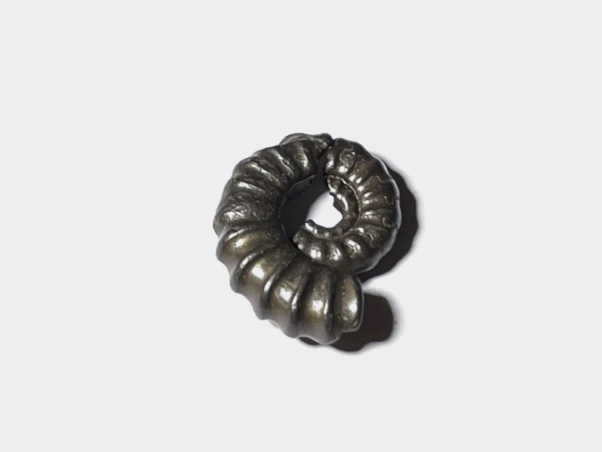 Pyrite ammonite. Charmouth, Dorset, England. June 2022