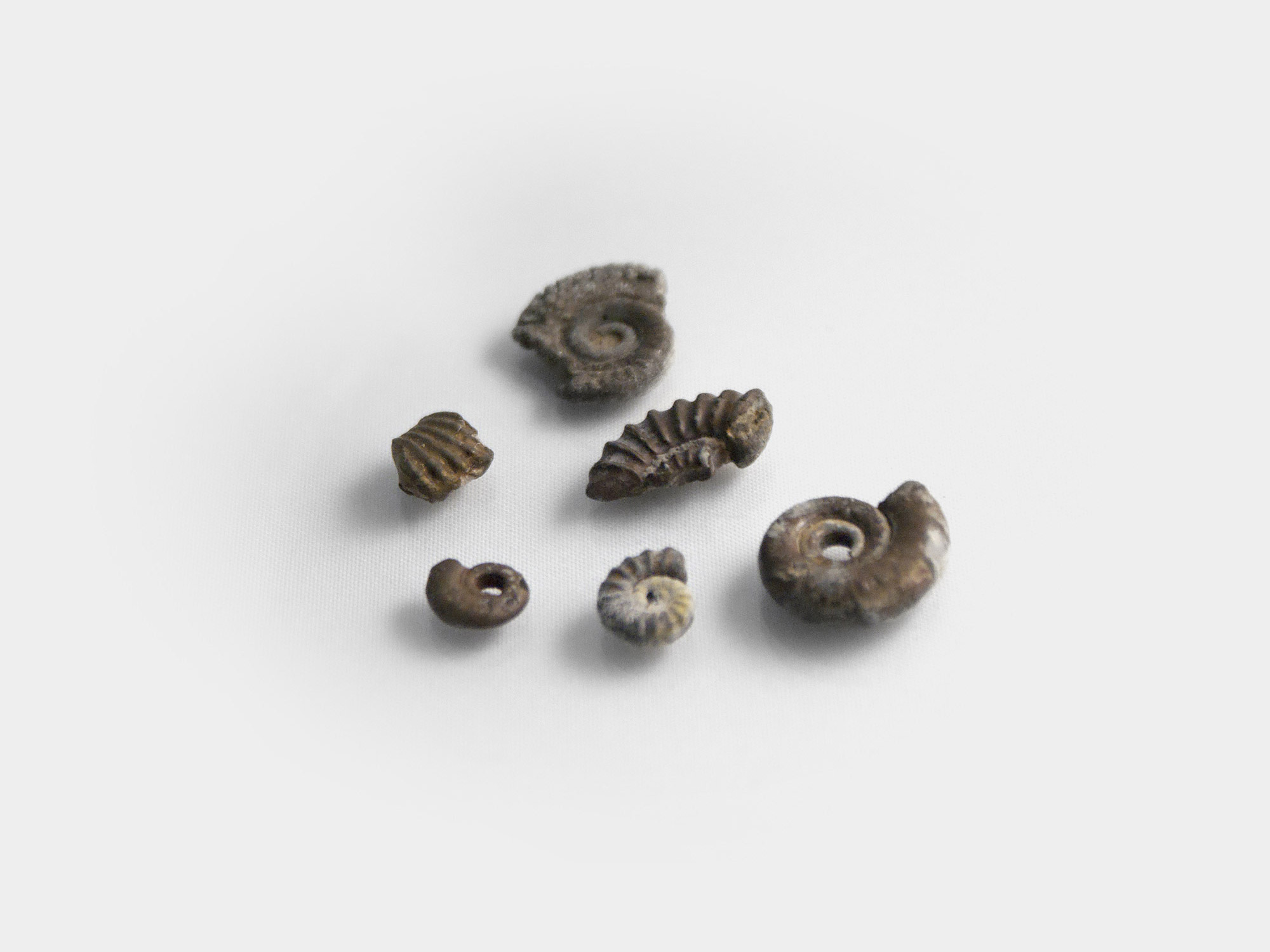 Selection of pyrite ammonites, in various states of decay. Lyme Regis beach, Dorset, England. 1996