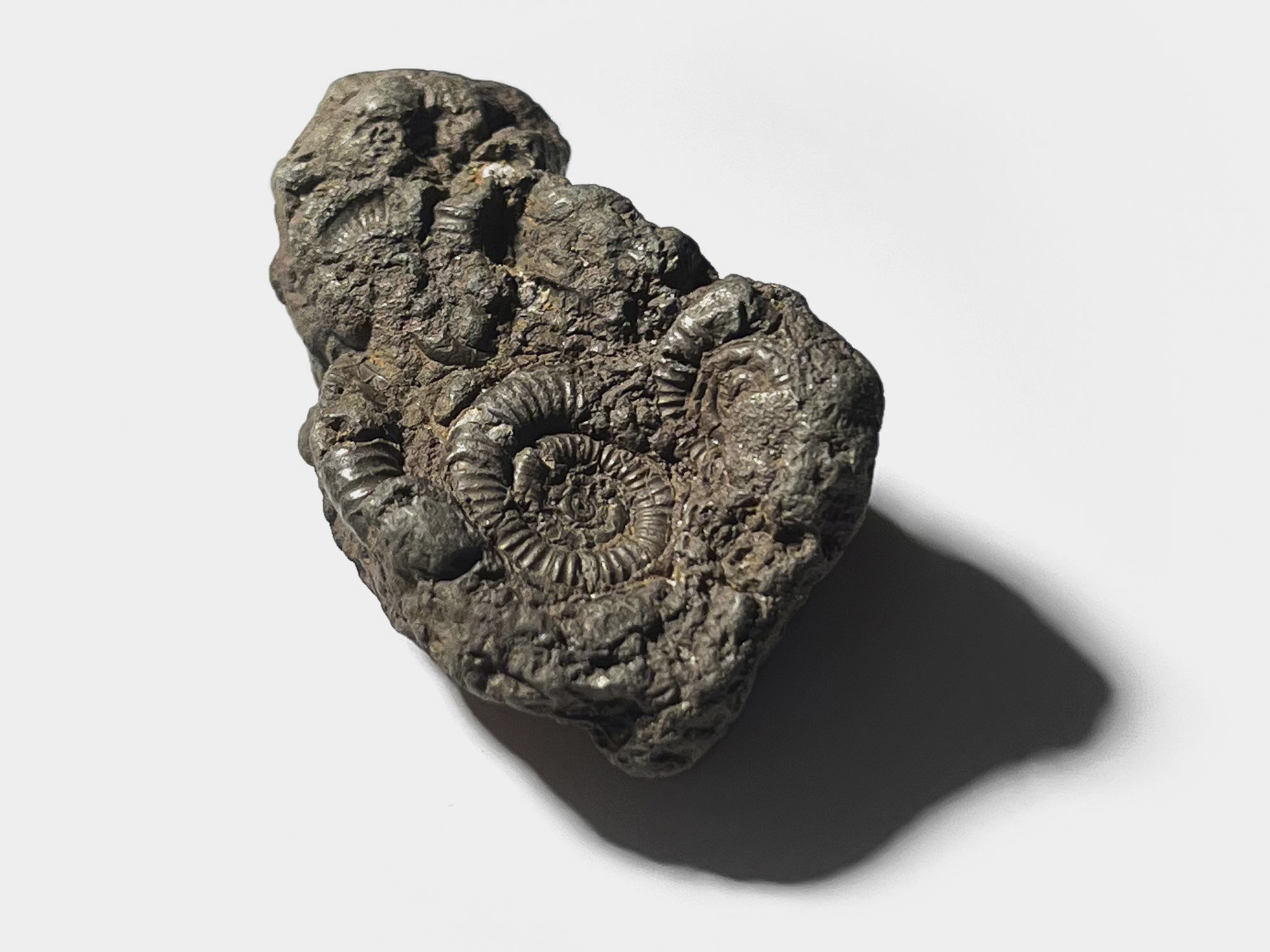 Multiple ammonites in a piece of pyrite. Charmouth, Dorset, England. June 2022