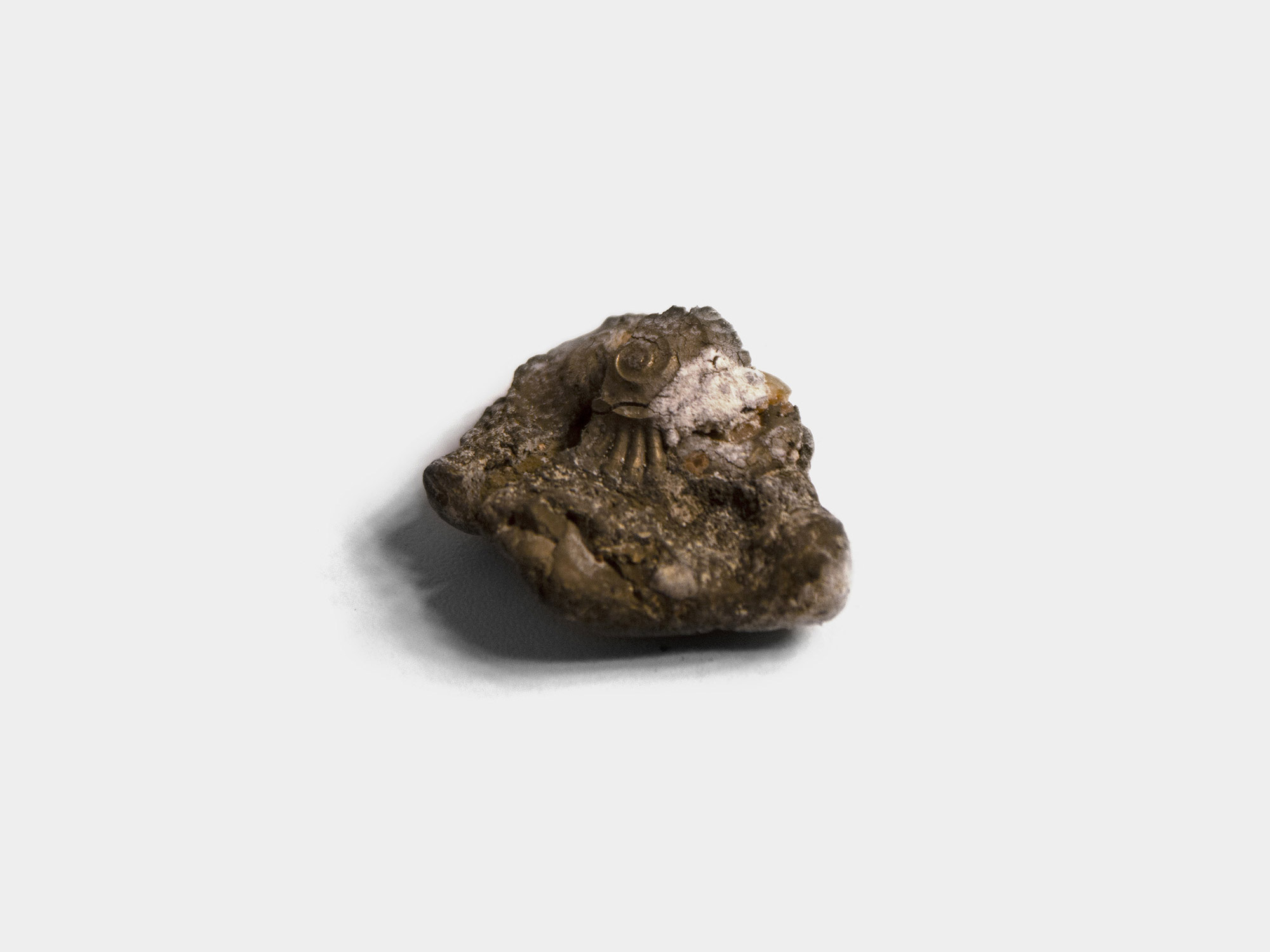 Ammonite with start of pyrite decay. Lyme Regis beach, Dorset, England. 1996