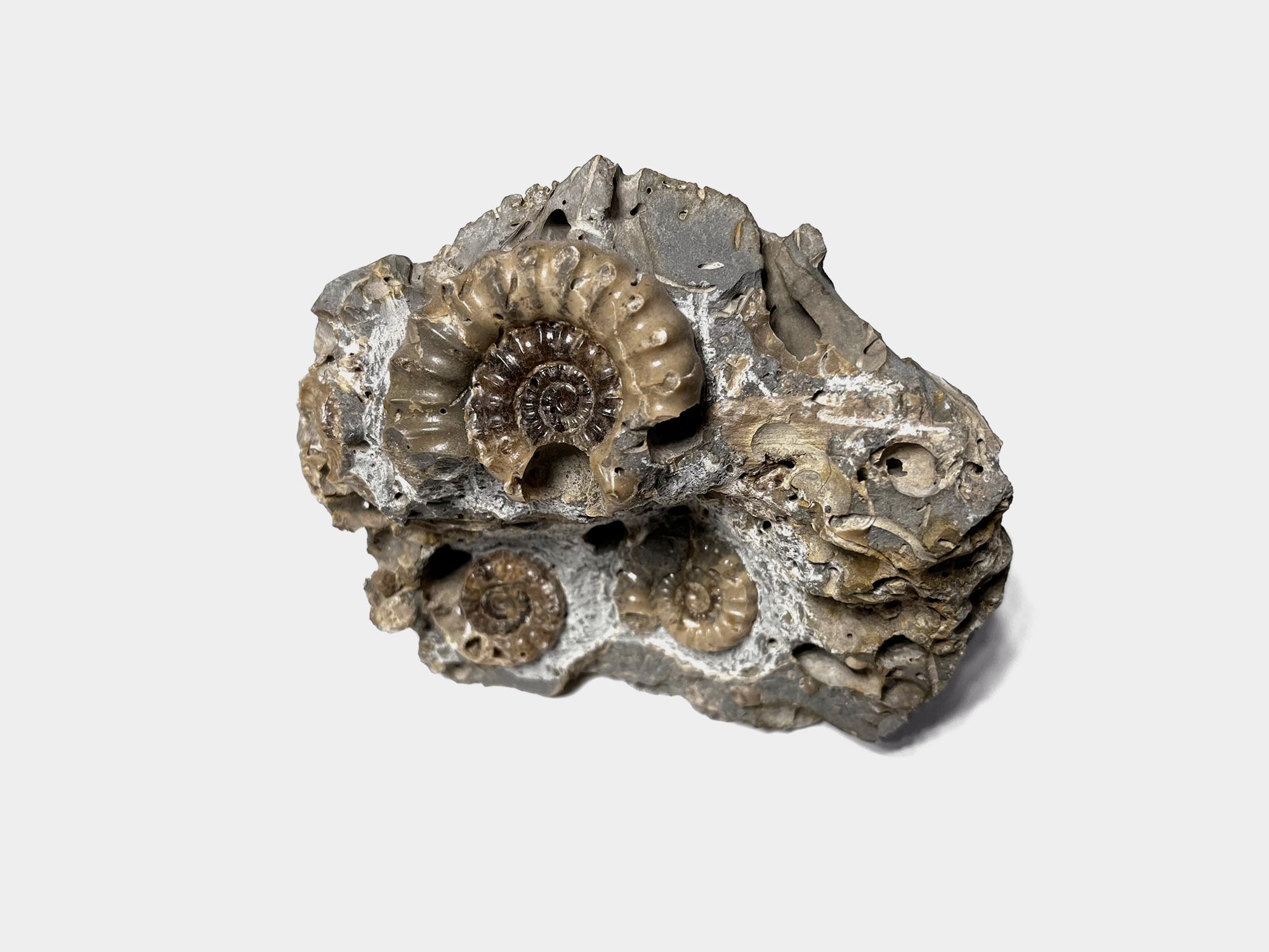 Xiperoceras. 195 million years old. Charmouth, Dorset, England. [Purchased]