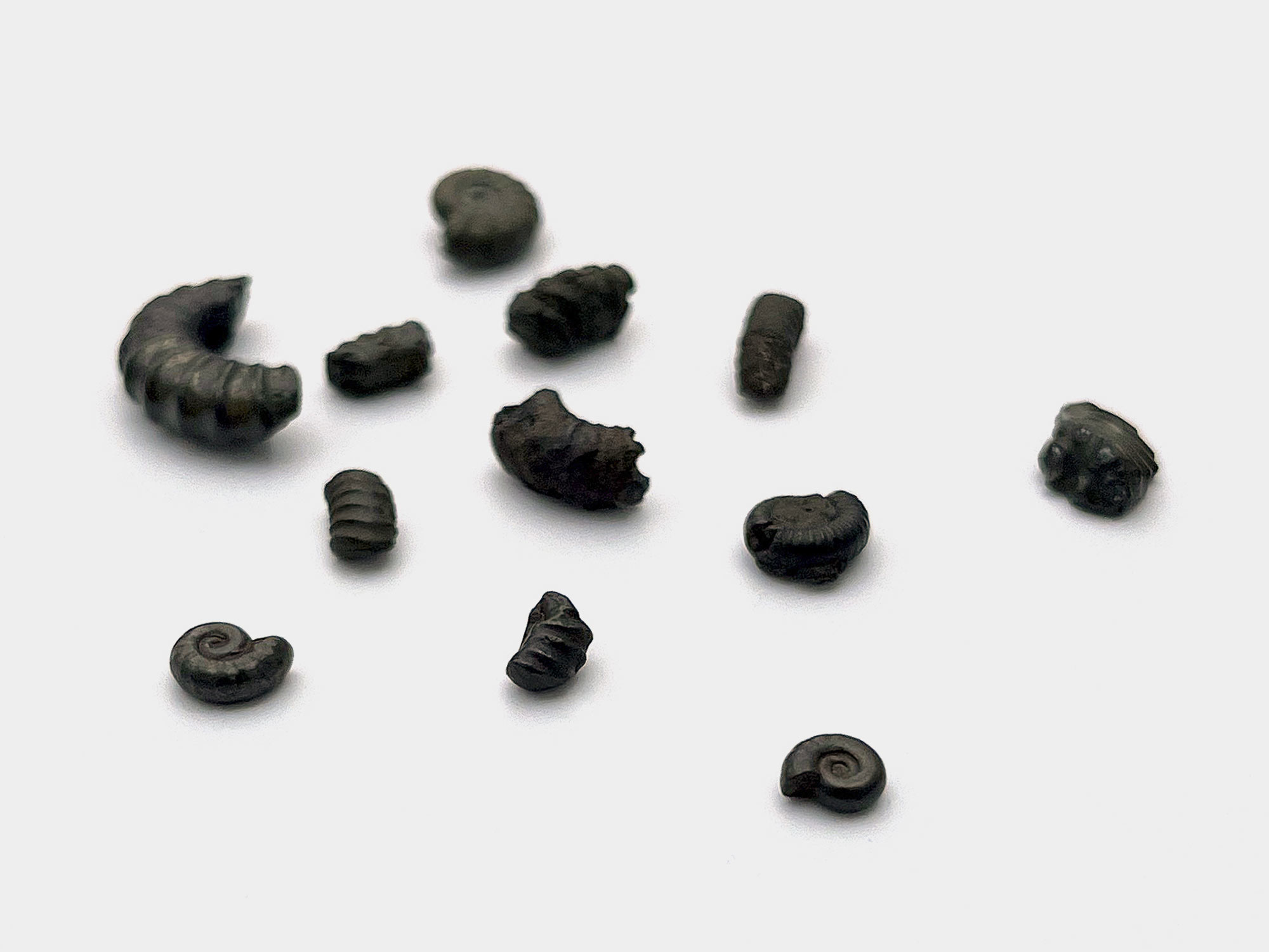 Pyrite ammonite pieces. Charmouth, Dorset, England. June 2022