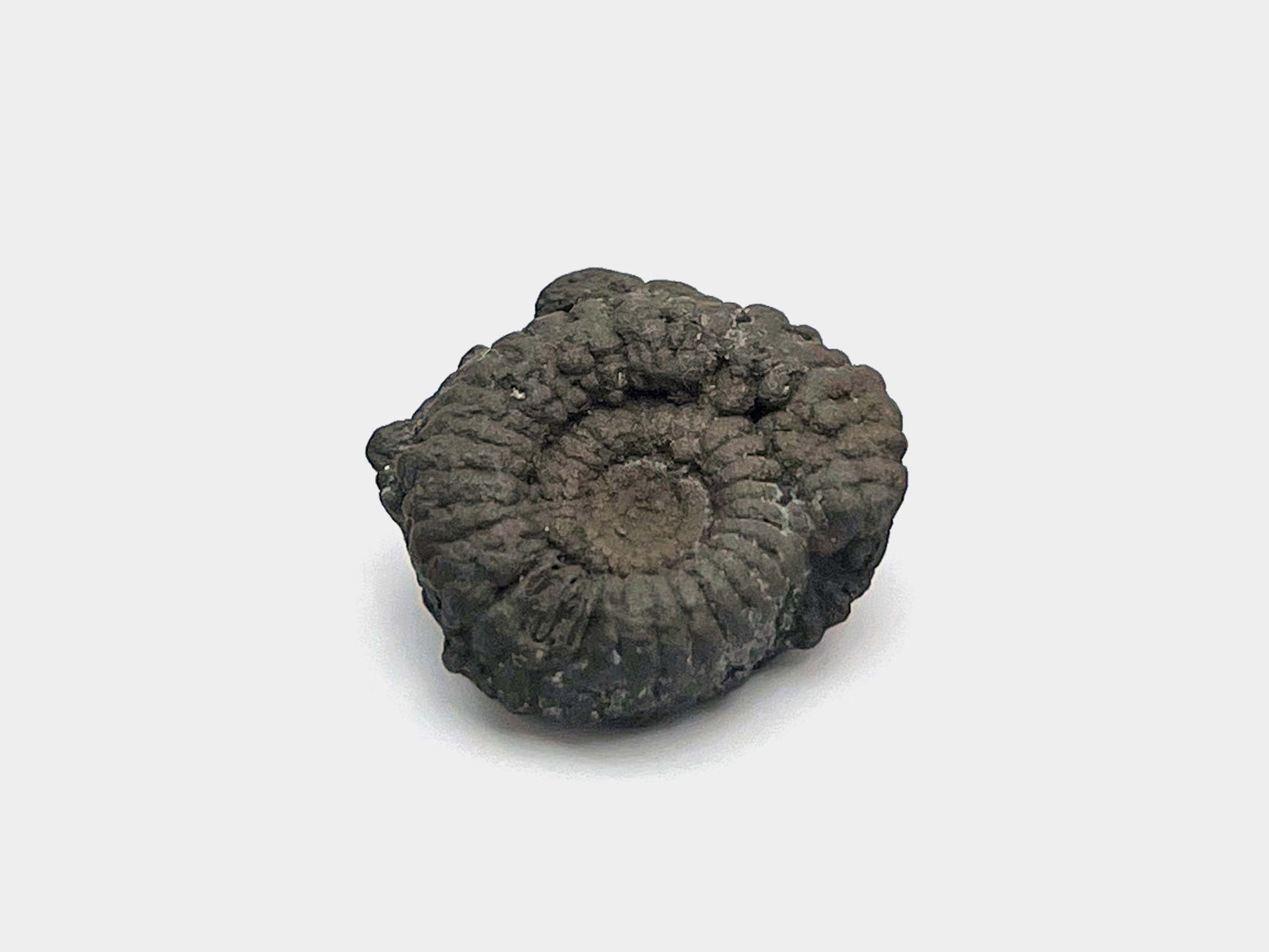 Large pyritise ammonite. Charmouth, Dorset, England. June 2022
